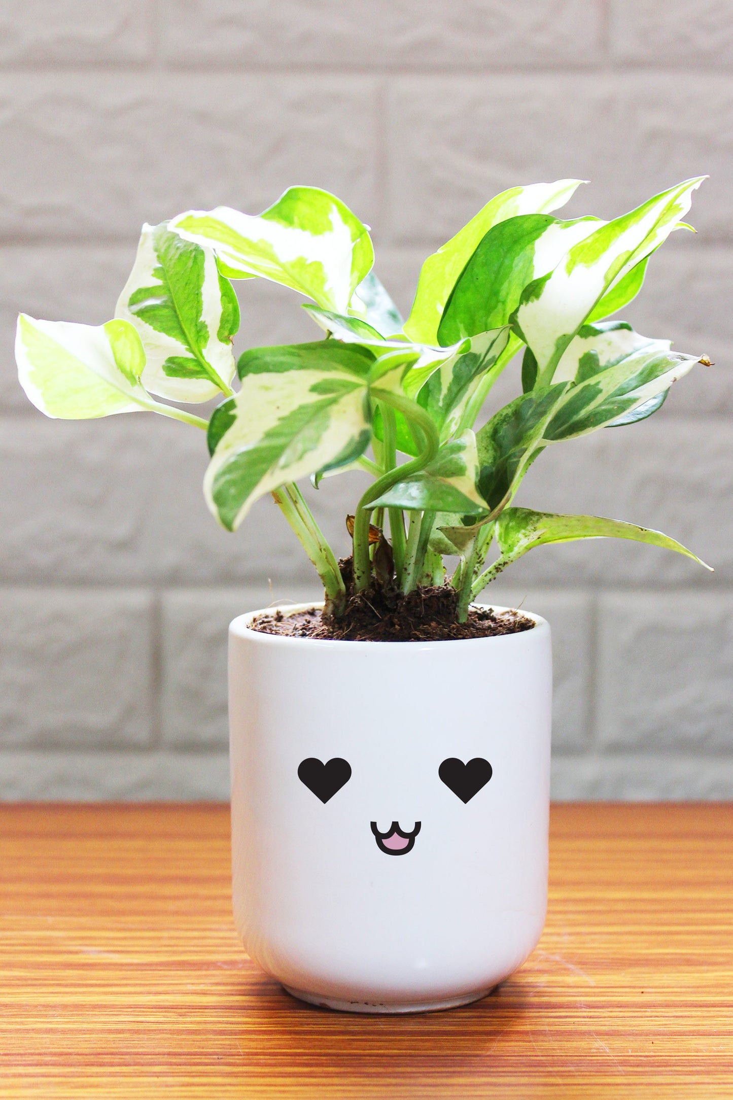 Money Plants in ceramic pots