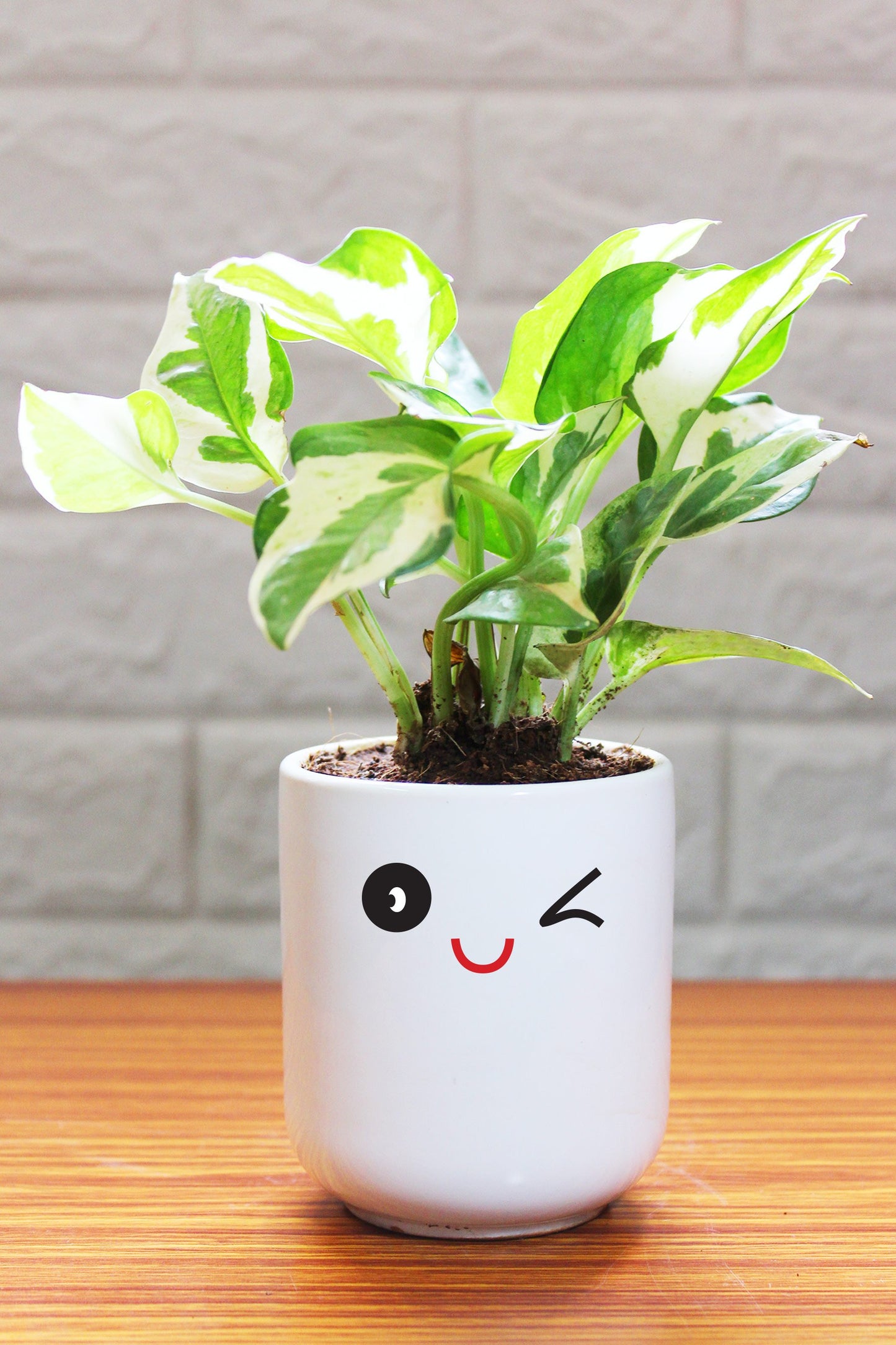 Money Plants in ceramic pots