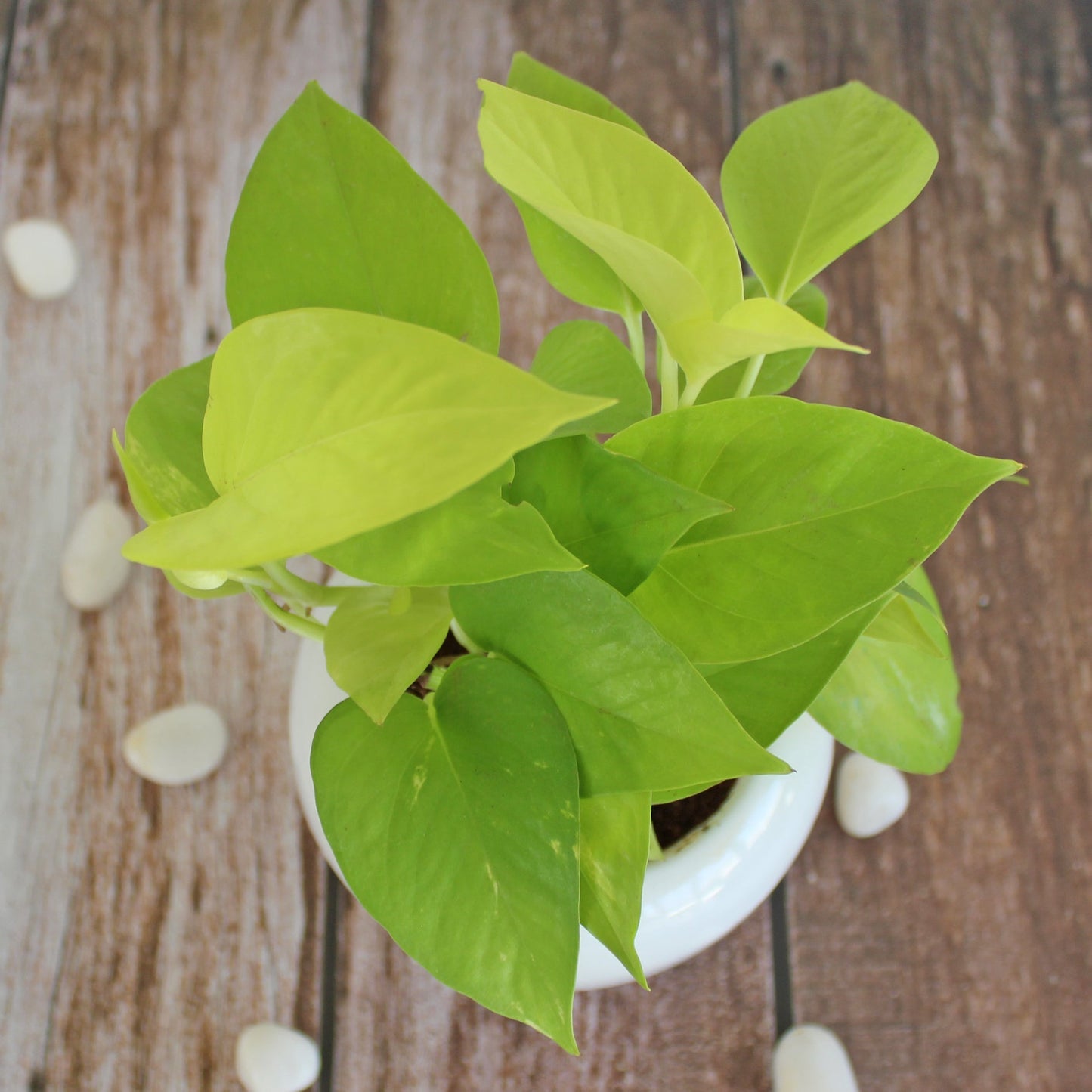 Rolling Nature Air Purifying Live Indoor Golden Pothos Plant in White Apple Glacier Ceramic Pot