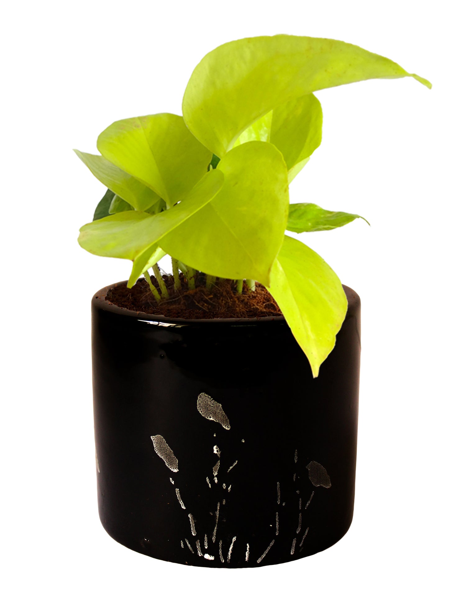 Good Luck Golden Money Plant in Black Barrel Aroez Ceramic Planter