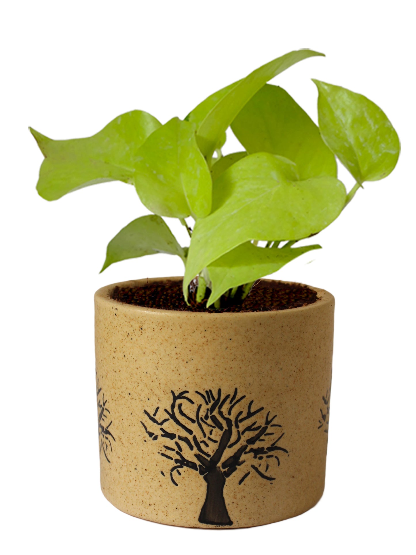 Air Purifying Good Luck Live Natural Plants in Exquisite Ceramic Pots. Best Indoor Plants online in India. Best green gifts for corporate or any occasions. Love plants as gifts. Low maintenance quality houseplants shipped all over India.