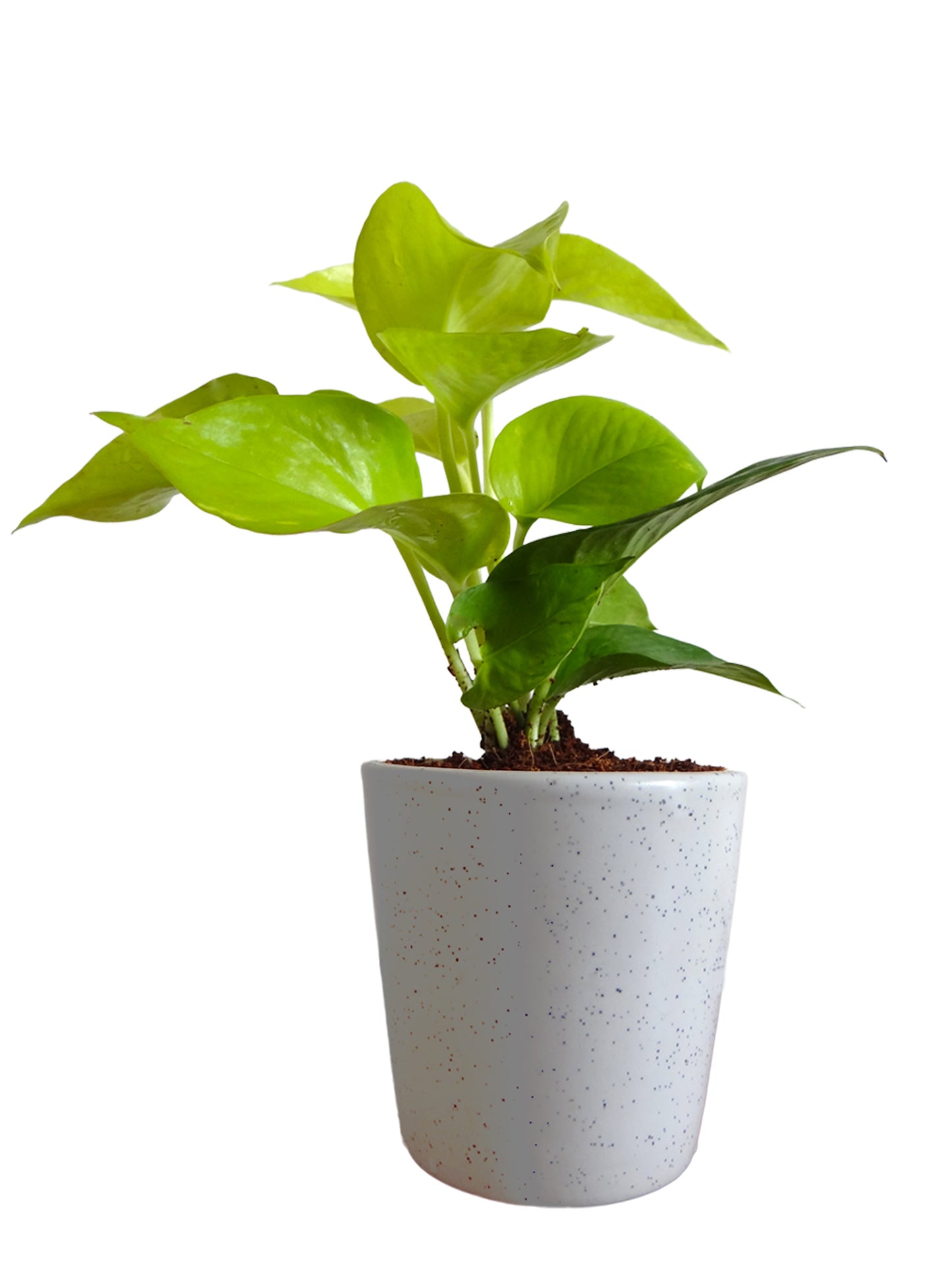 Good Luck Golden Money Plant in White Bucket Dew Ceramic Pot
