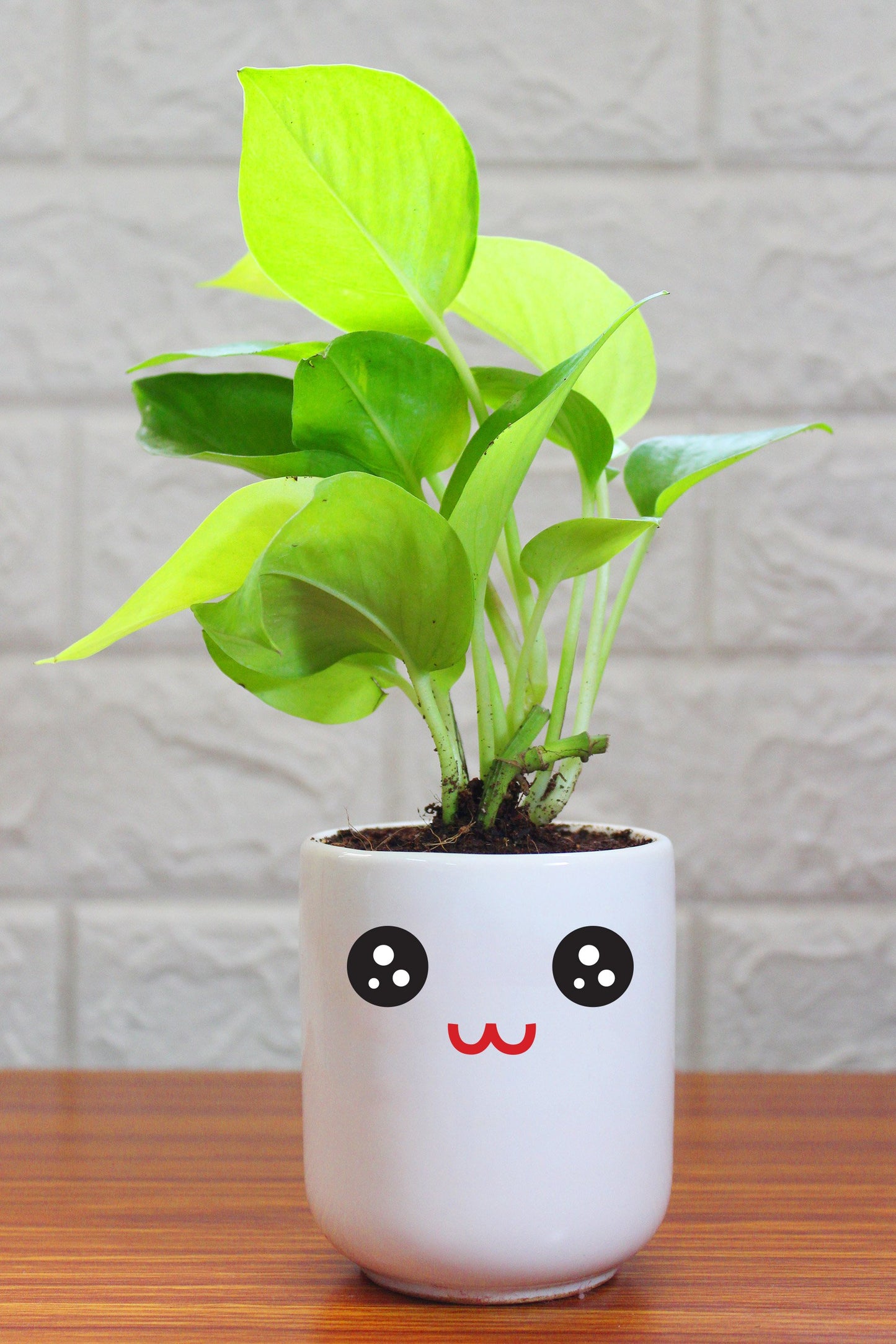 Money Plants in ceramic pots