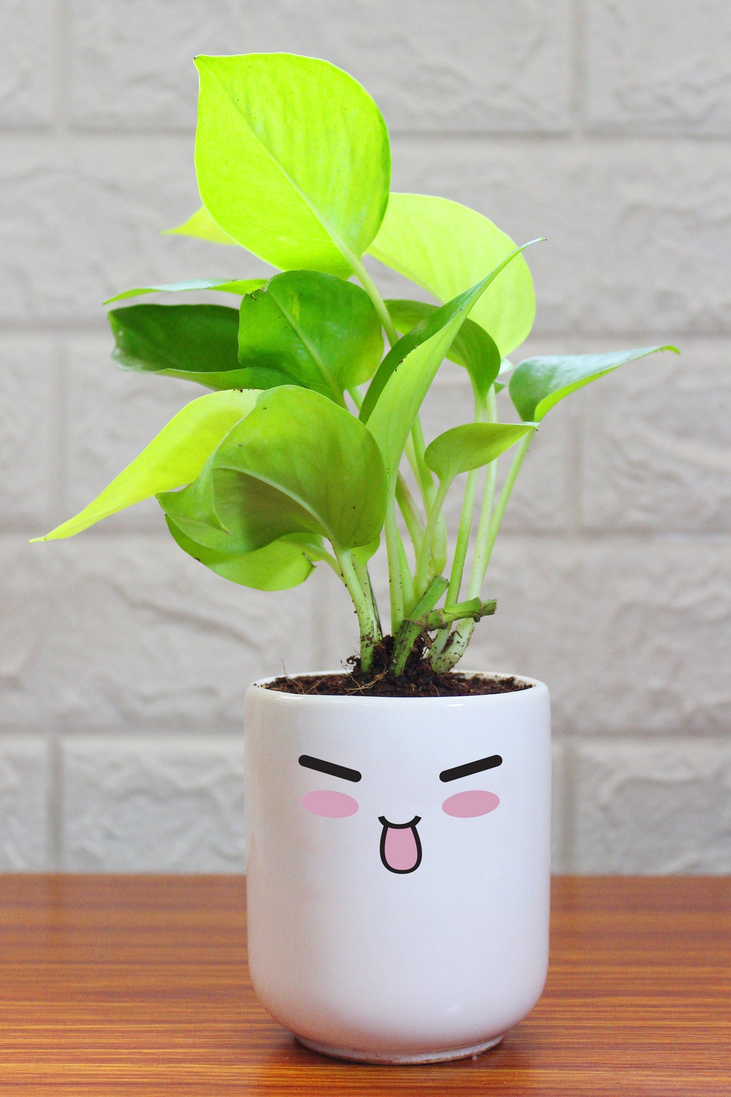 Money Plants in ceramic pots