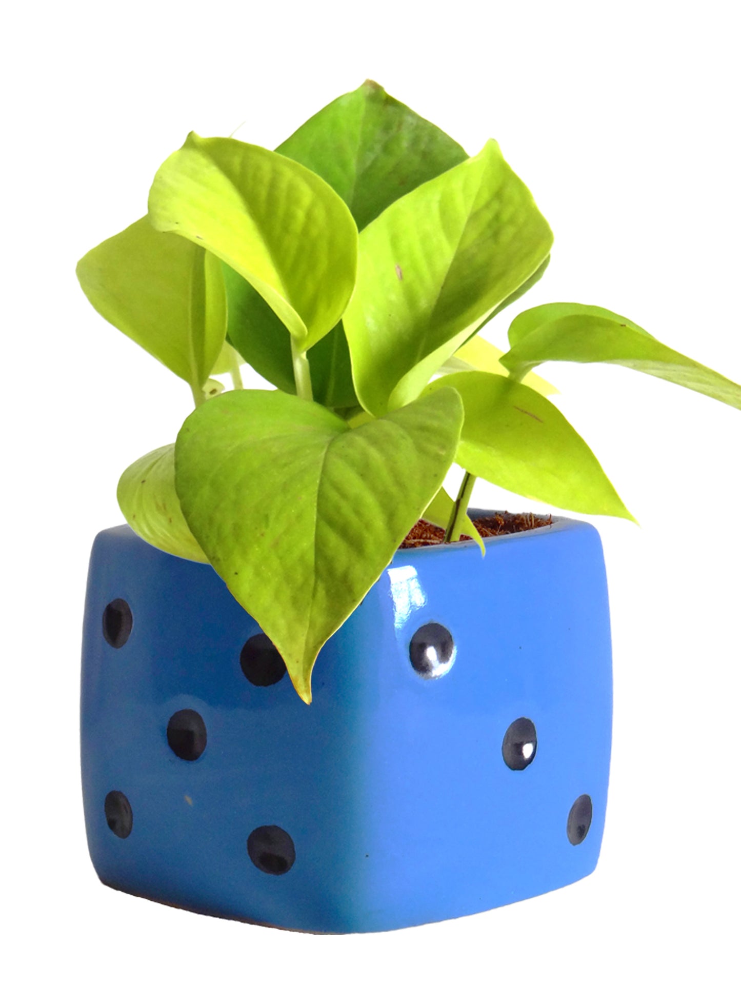 Good Luck Air Purifying Golden Money Plant in Blue Dice Ceramic Pot