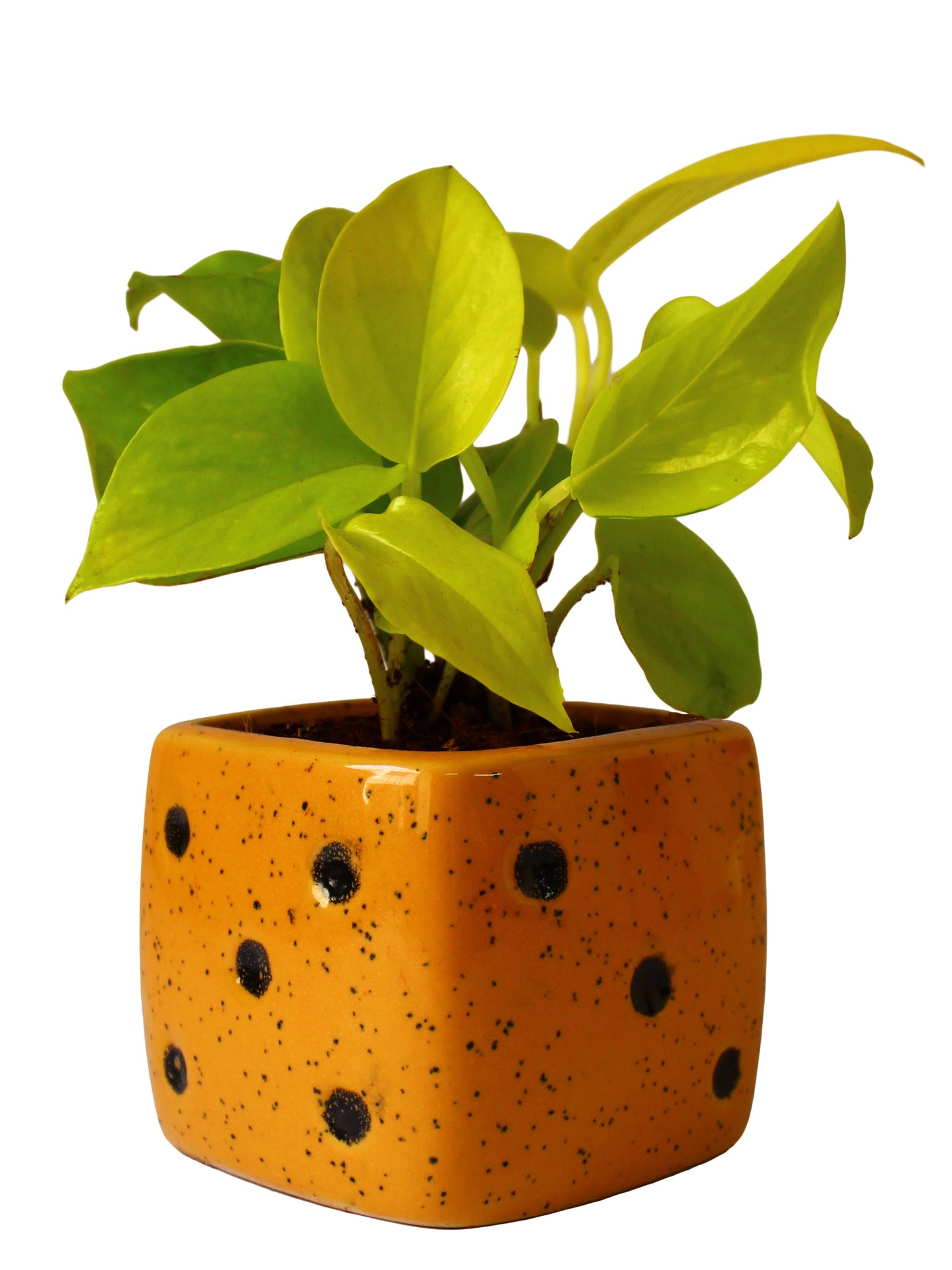 Good Luck Air Purifying Golden Money Plant in Yellow Dice Ceramic Pot