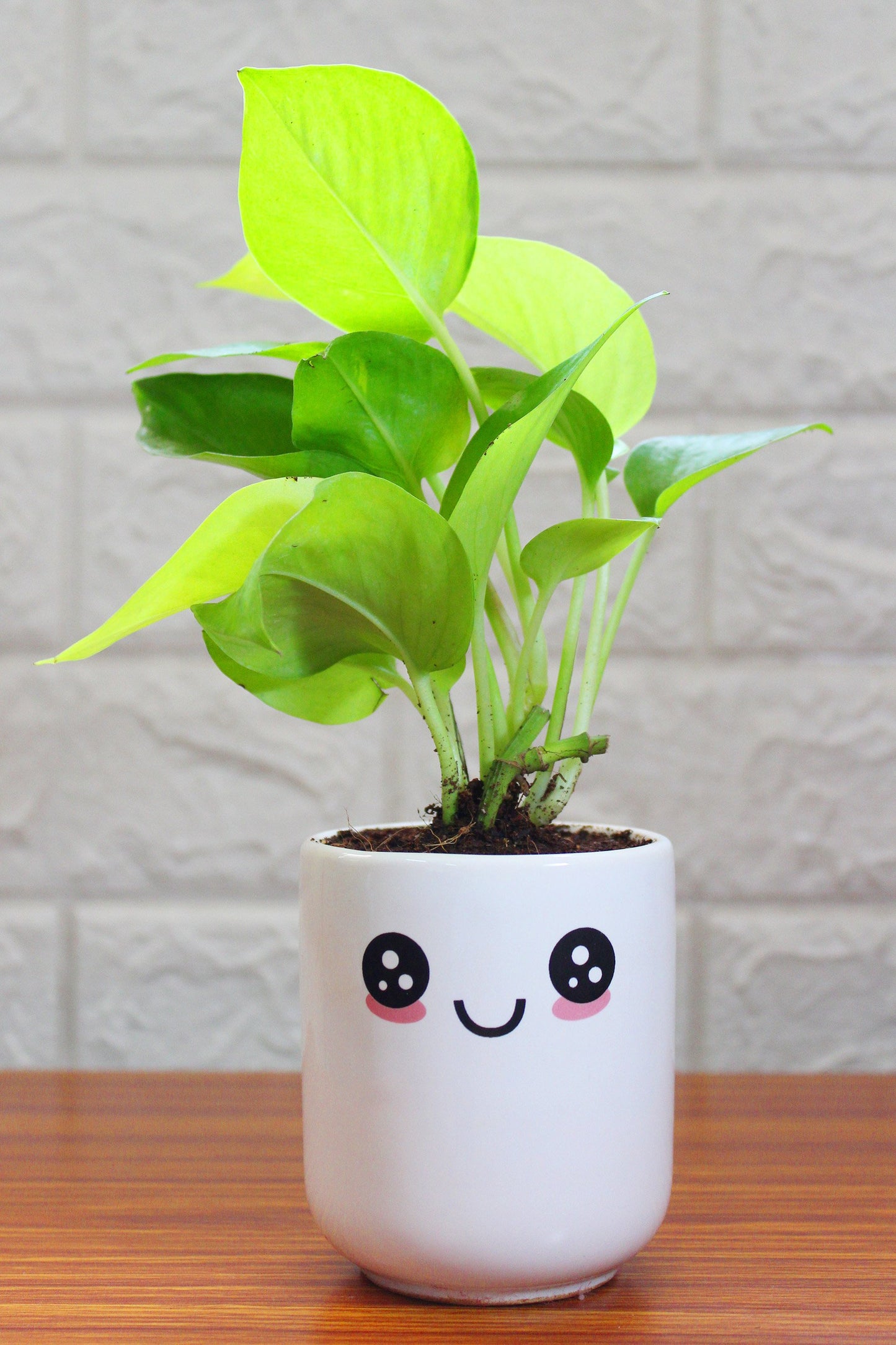 Money Plants in ceramic pots