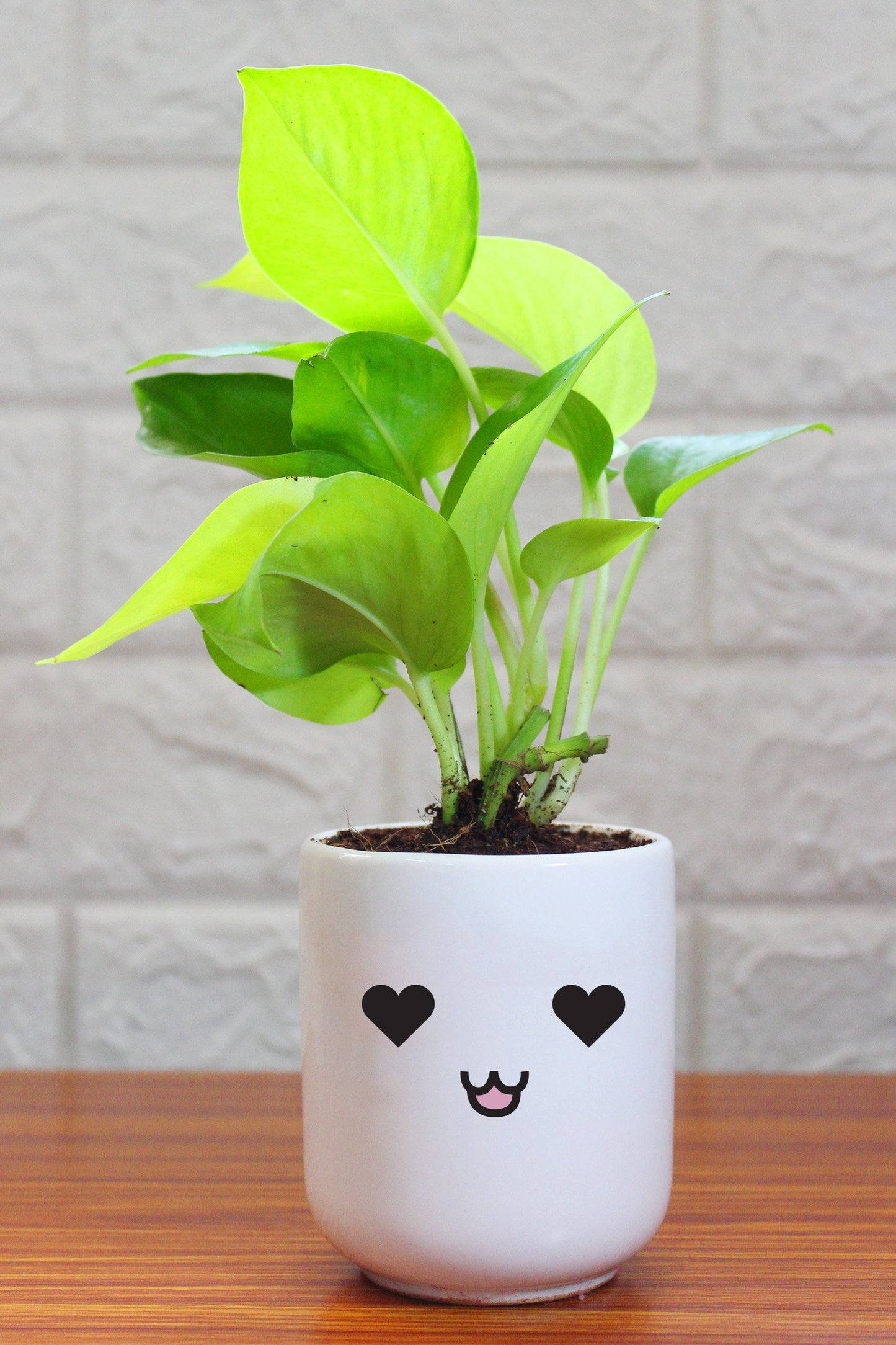 Money Plants in ceramic pots