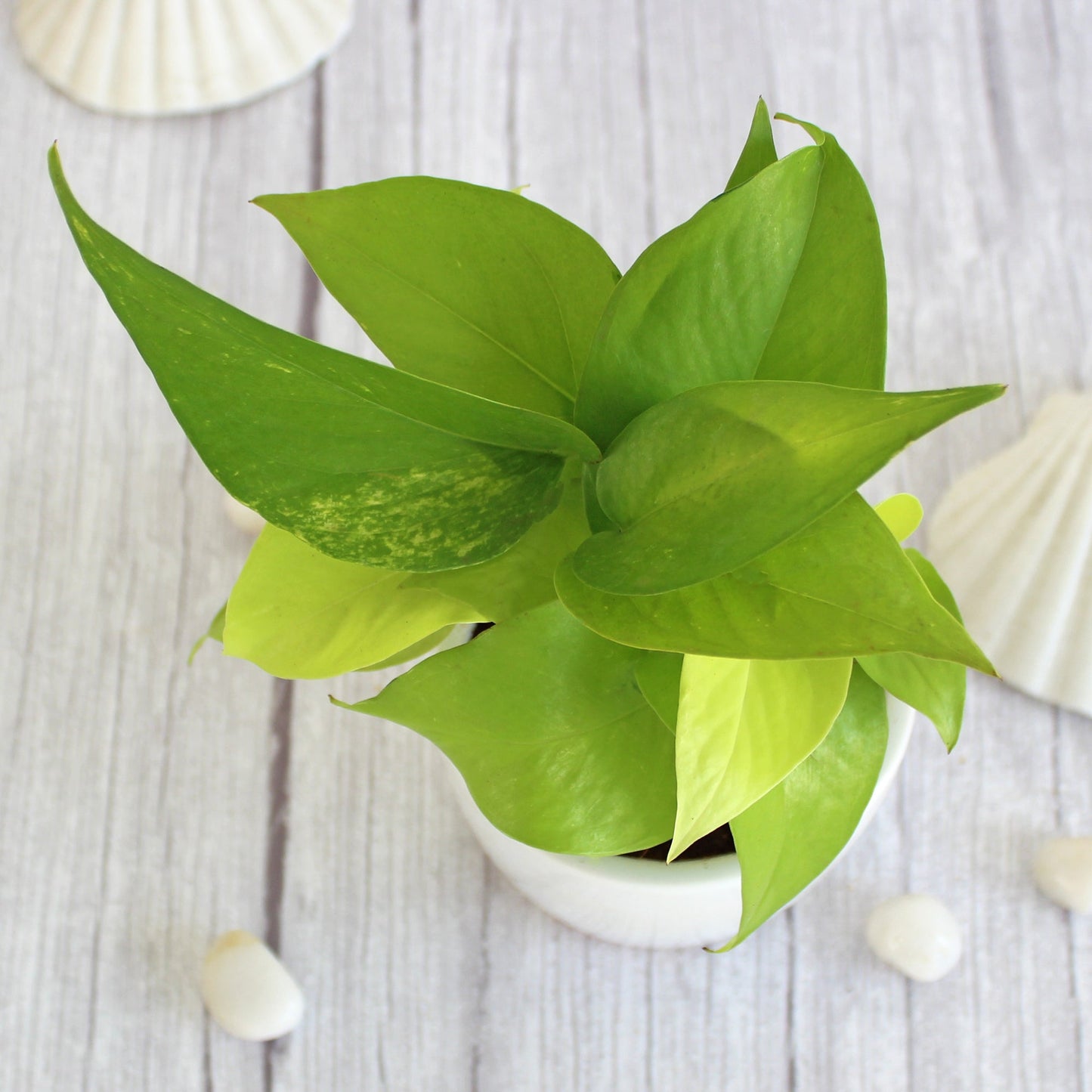 Rolling Nature Good Luck Air Purifier Golden Pothos Money Indoor Plant in White Pear Glacier Ceramic Pot