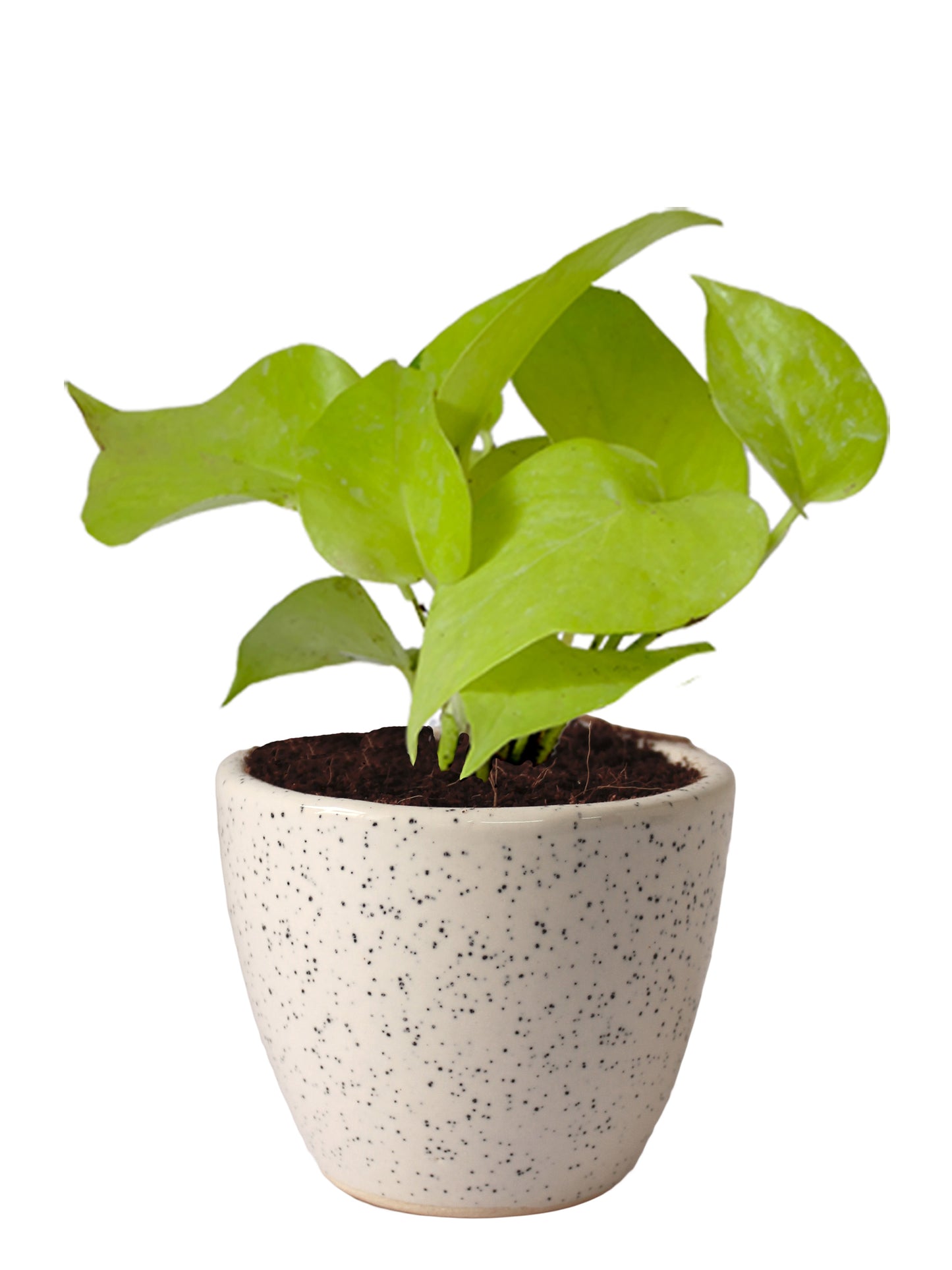 Good Luck Air Purifying Live Golden Money Plant in White Round Dew Ceramic Pot