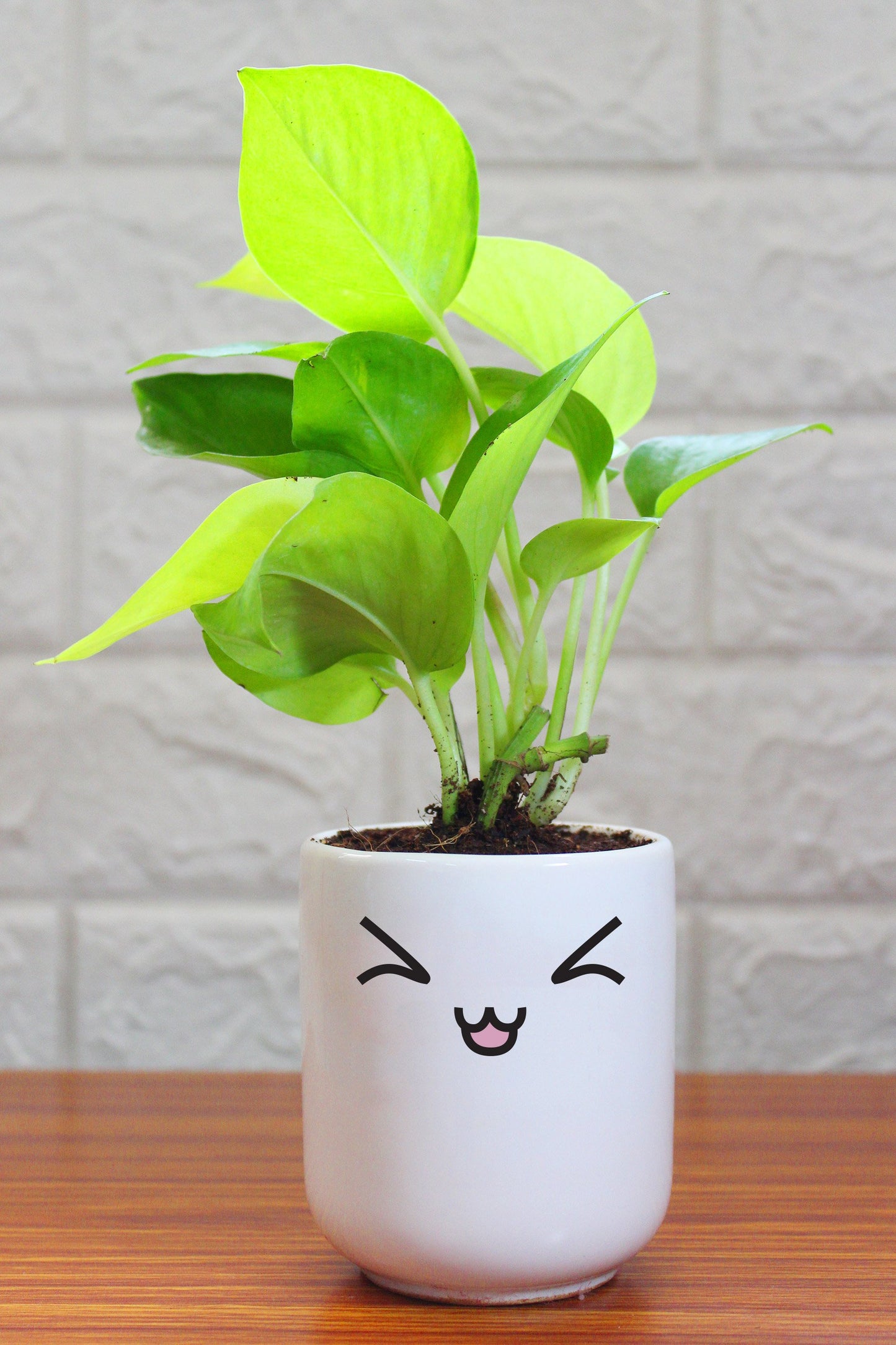 Money Plants in ceramic pots