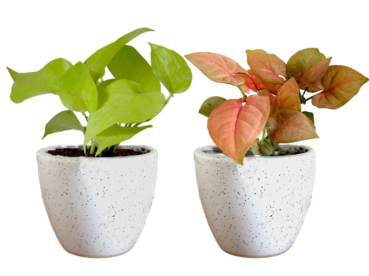 Air Purifying Good Luck Live Natural Plants in Exquisite Ceramic Pots. Best Indoor Plants online in India. Best green gifts for corporate or any occasions. Love plants as gifts. Money Plant Syngonium shipped all over India.