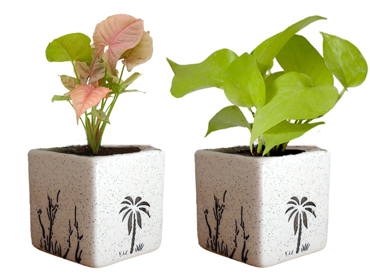 Air Purifying Good Luck Live Natural Plants in Exquisite Ceramic Pots. Best Indoor Plants online in India. Best green gifts for corporate or any occasions. Love plants as gifts. Money Plant Syngonium shipped all over India.