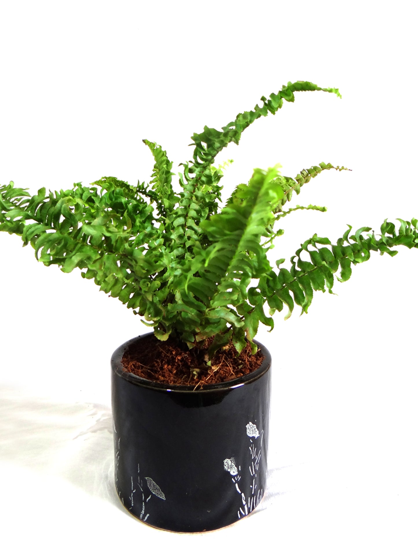 Air Purifying Green Fern Plant in Black Barrel Aroez Ceramic Pot