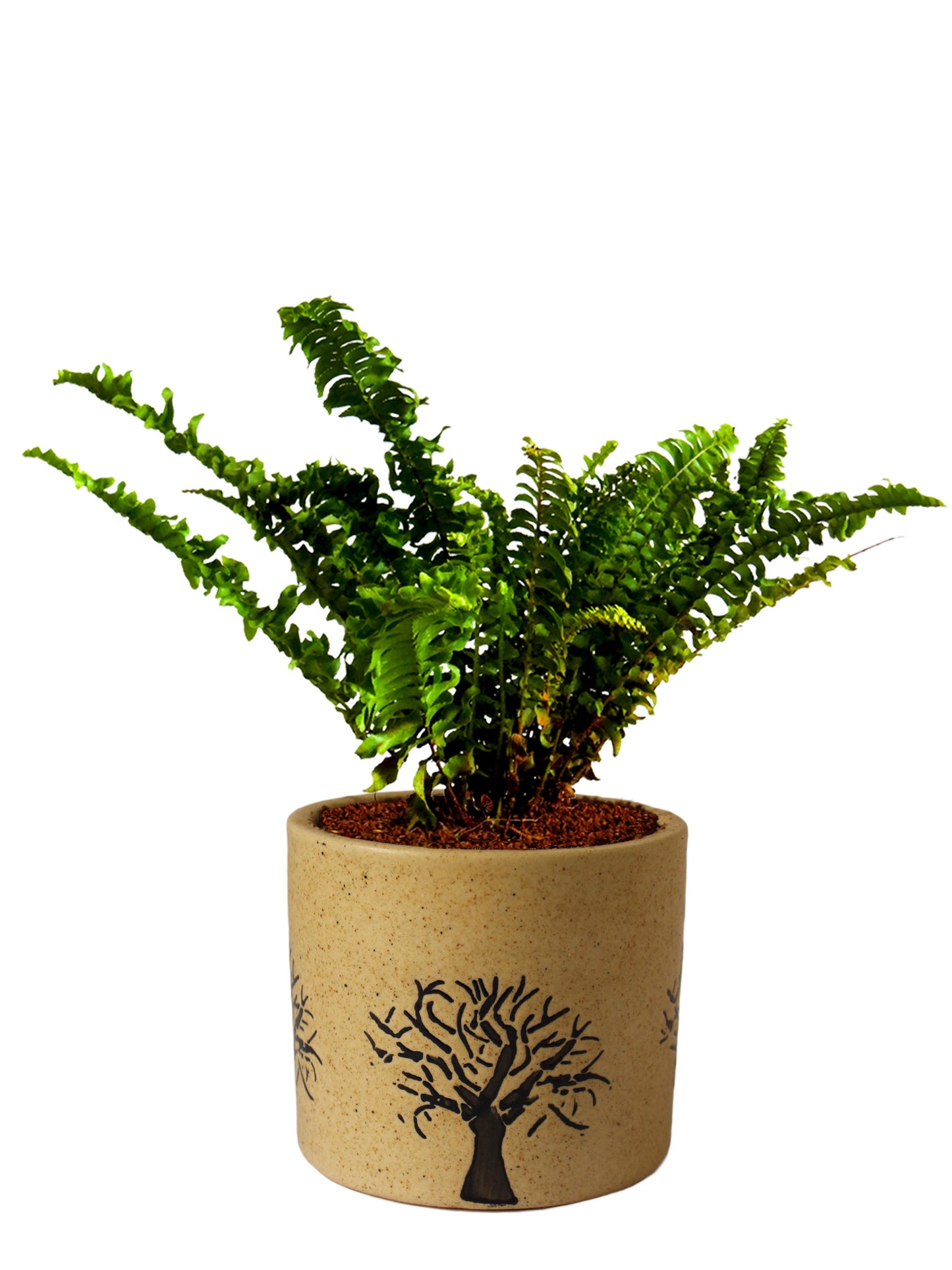 Air Purifying Live Green Fern Plant in Brown Barrel Aroez Ceramic Pot