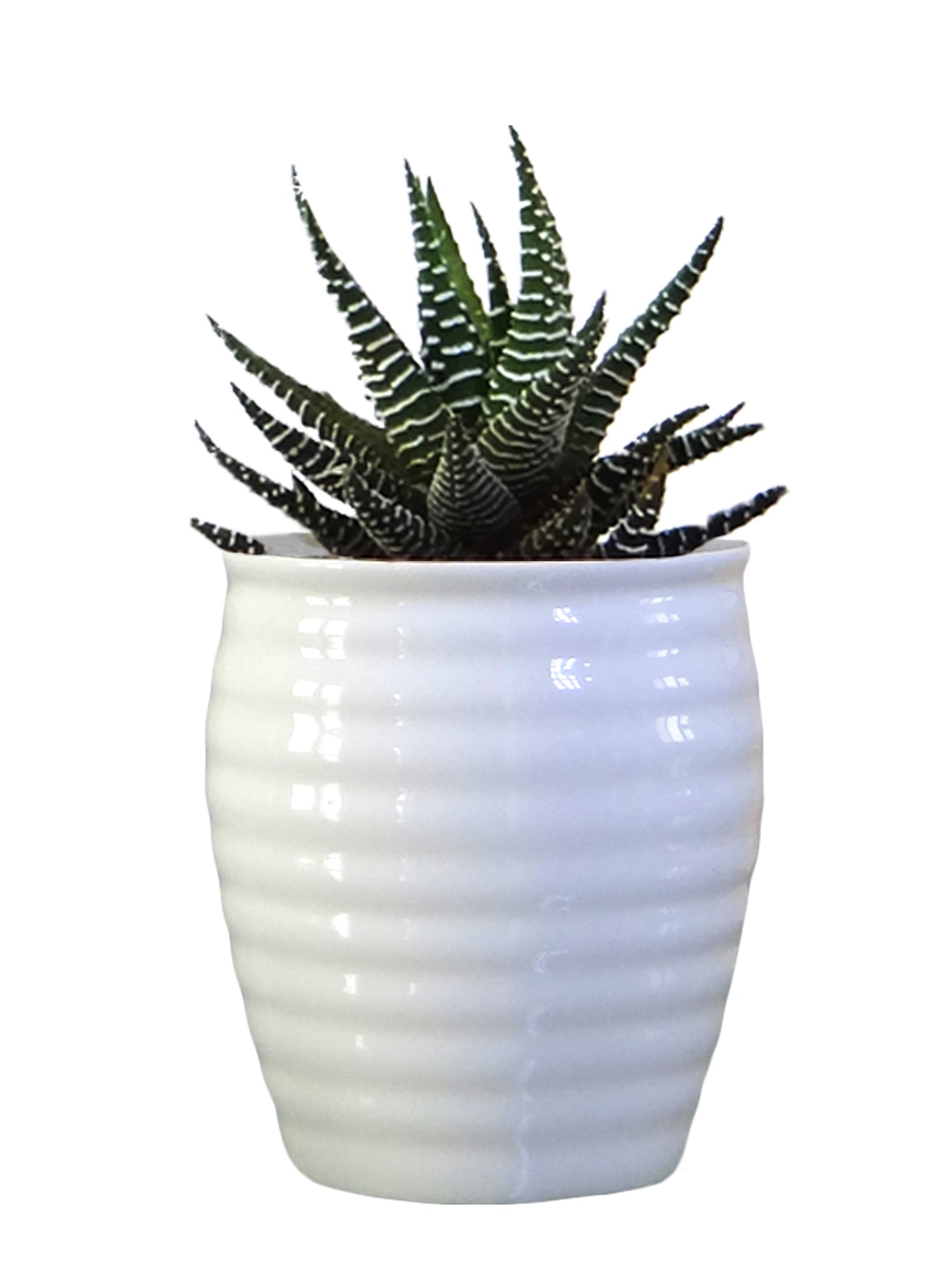 Haworthia Attenuata Succulent Plant in White Ceramic Pot