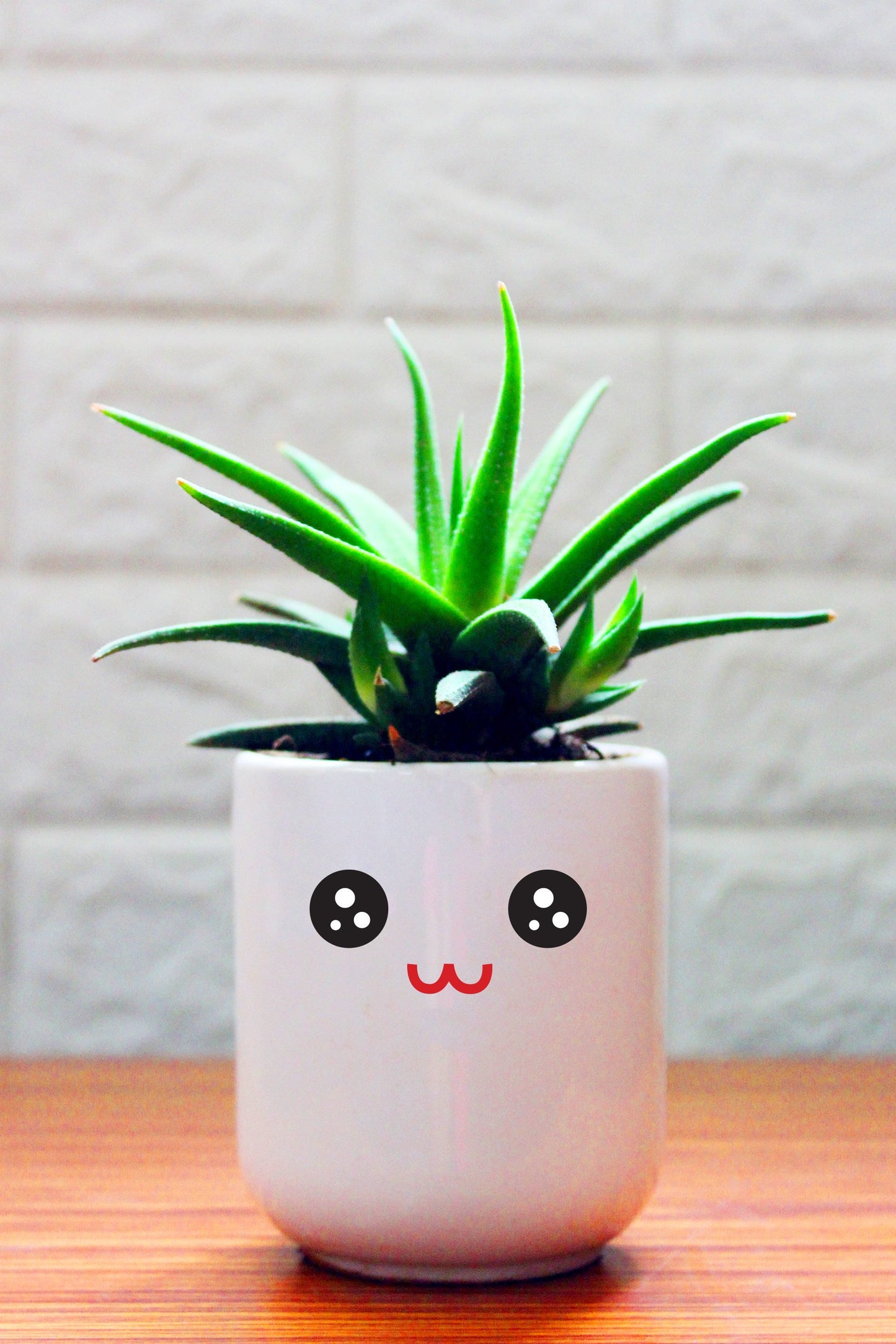 Cactus Plants in ceramic pots