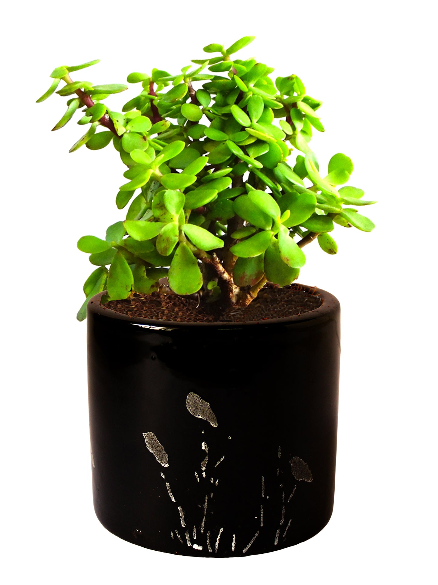 Good Luck Jade Plant in Black Barrel Aroez Ceramic Planter
