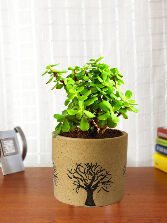 Good Luck Jade Plant in Brown Barrel Aroez Ceramic Pot