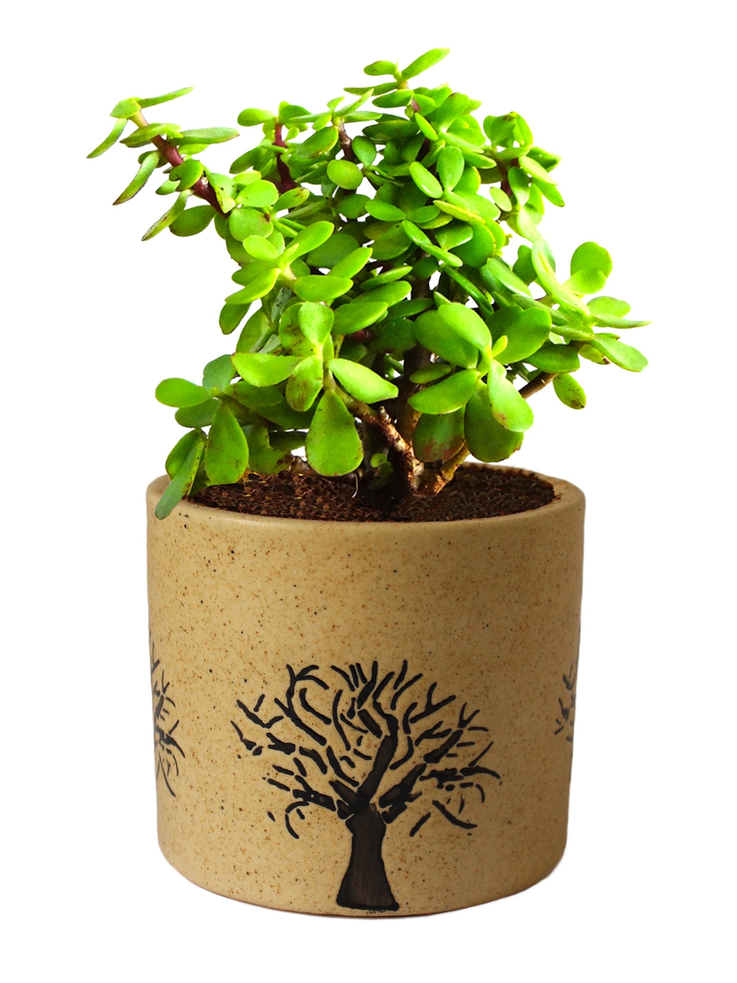 Good Luck Jade Plant in Brown Barrel Aroez Ceramic Pot