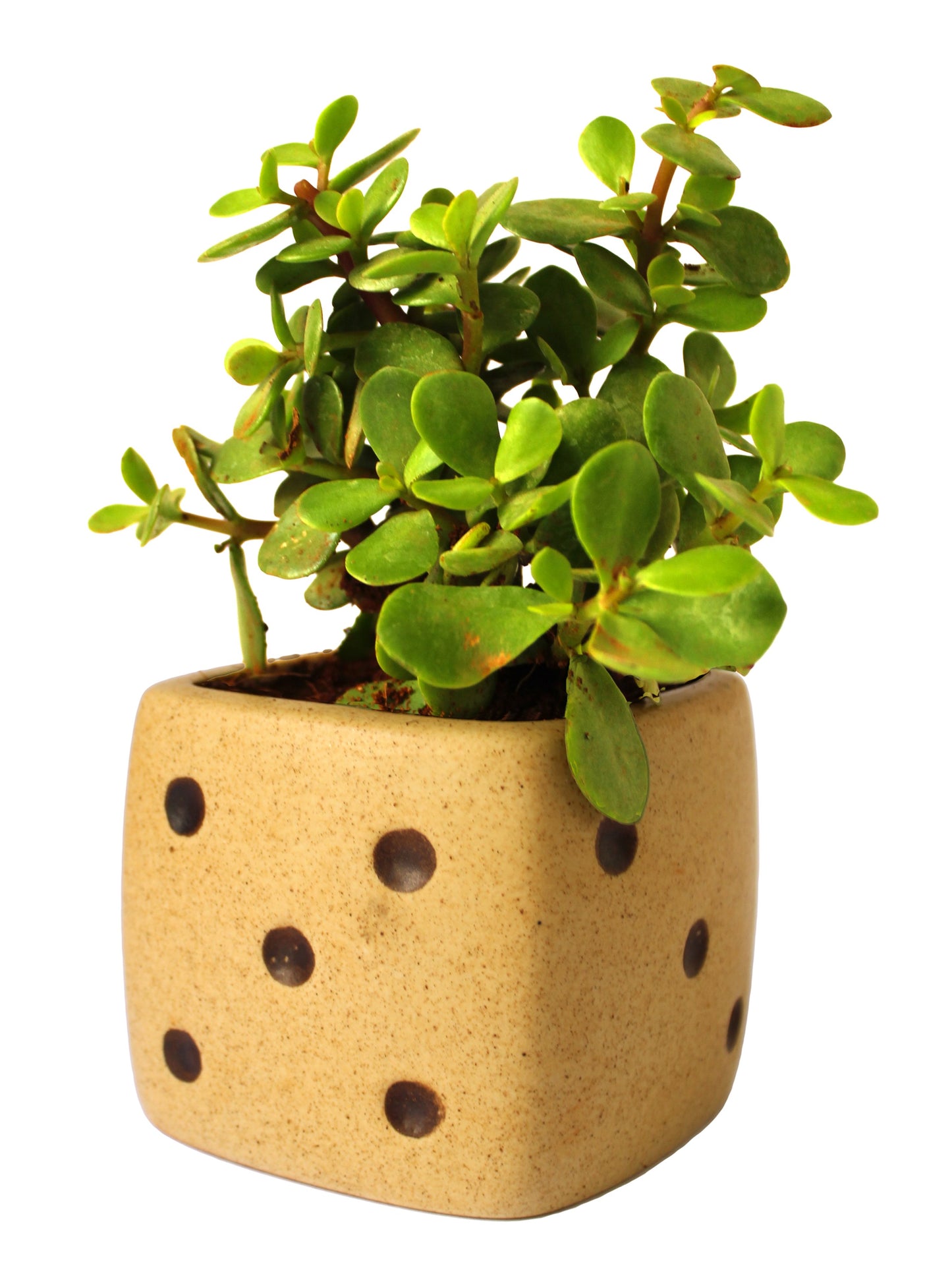 Good Luck Jade Plant in Brown Dice Ceramic Pot