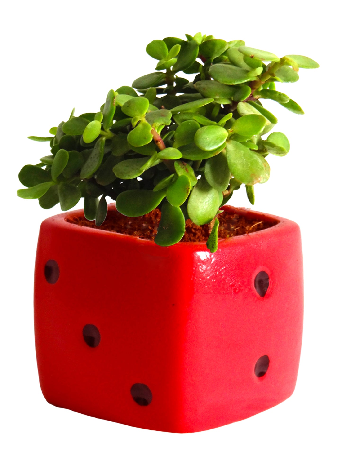 Good Luck Jade Plant in Red Dice Ceramic Pot