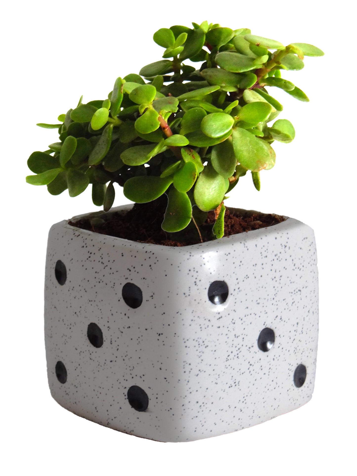 Good Luck Jade Plant in White Dice Ceramic Pot