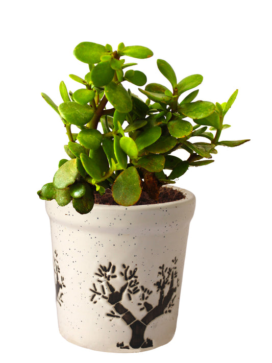 Good Luck Live Jade Plant in White Jar Aroez Ceramic Pot