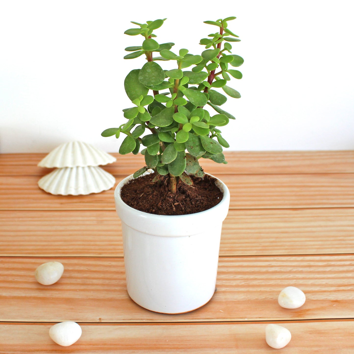 Rolling Nature Good Luck Jade Plant Indoor Plant for Home in White Jar Glacier Ceramic Pot