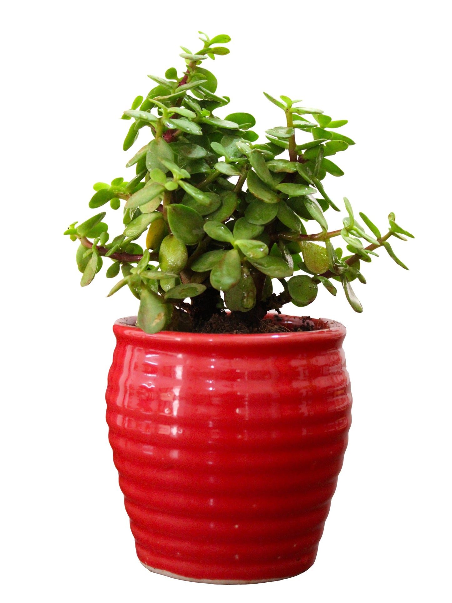 Air Purifying Good Luck Live Natural Plants in Exquisite Ceramic Pots. Best Indoor Plants online in India. Best green gifts for corporate or any occasions. Love plants as gifts. Crassula Jade quality houseplants shipped all over India.