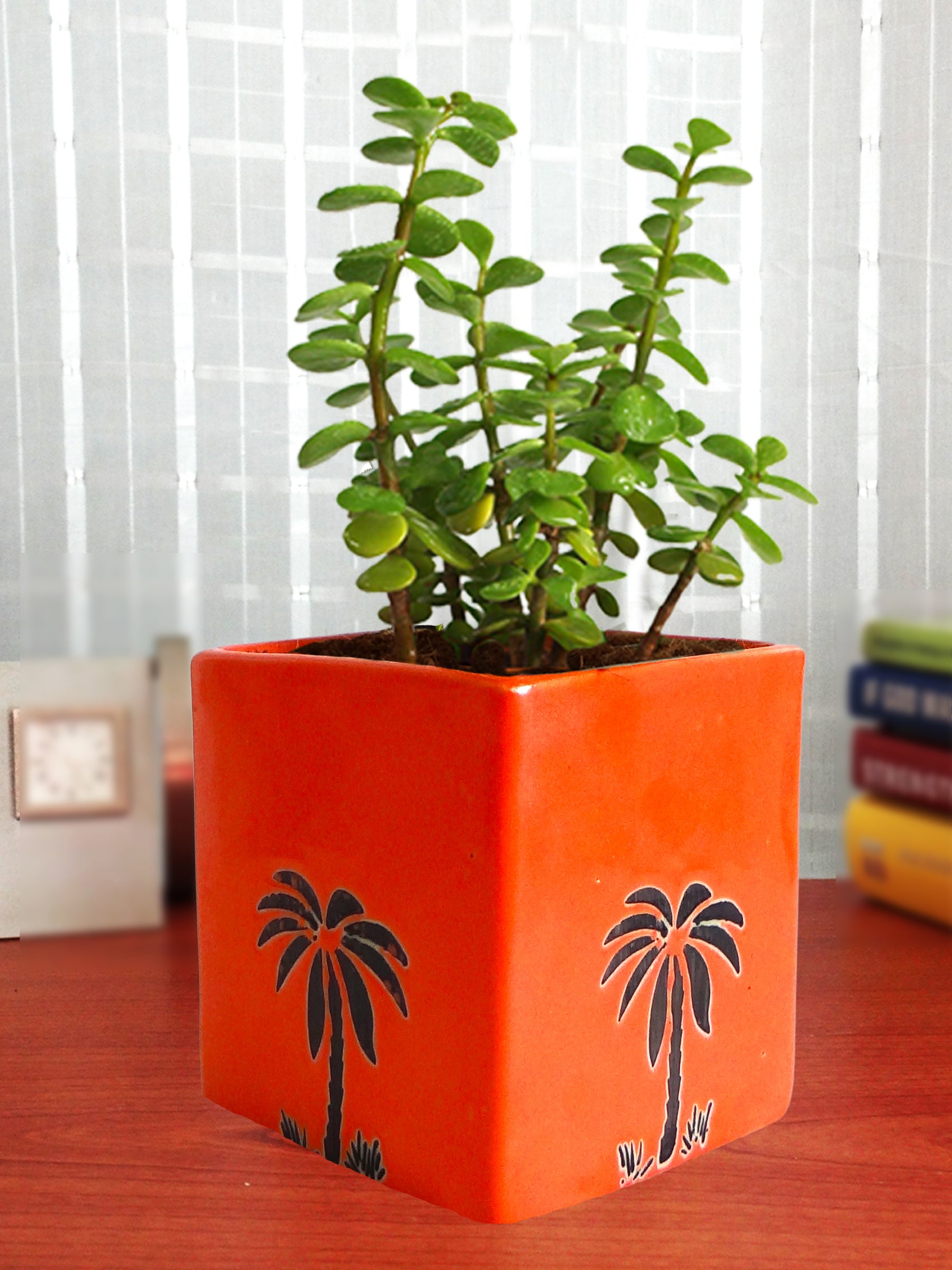 Good Luck Jade Plant in Orange Cube Aroez Ceramic Pot