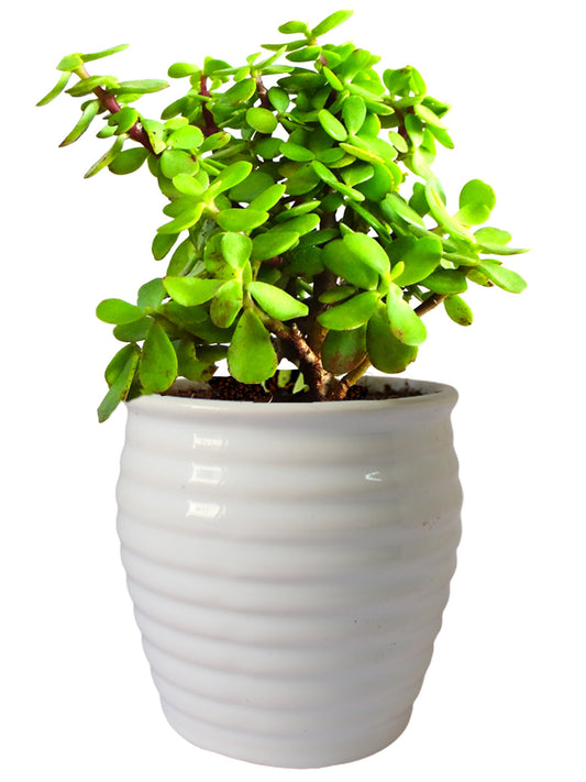Air Purifying Good Luck Live Natural Plants in Exquisite Ceramic Pots. Best Indoor Plants online in India. Best green gifts for corporate or any occasions. Love plants as gifts. Crassula Jade quality houseplants shipped all over India.