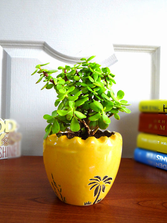 Good Luck Jade Plant in Yellow Ruffel Aroez Ceramic Pot