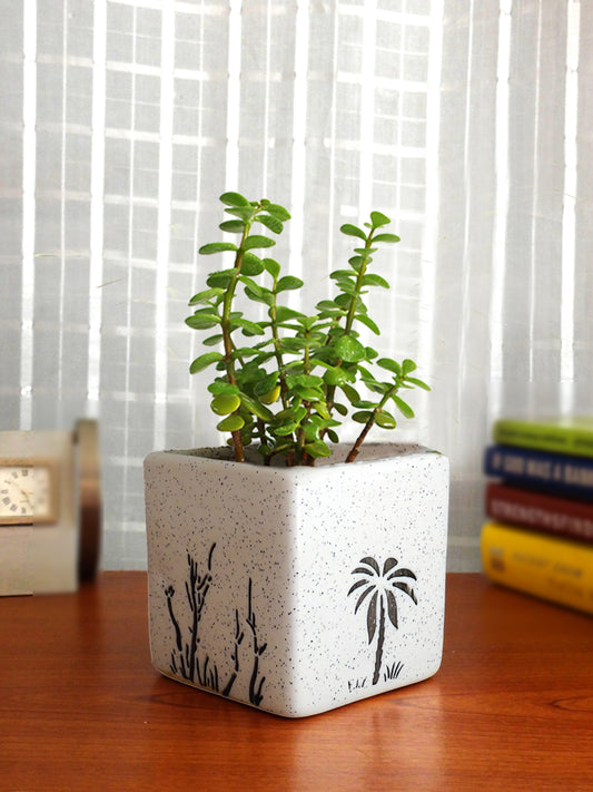 Air Purifying Good Luck Live Natural Plants in Exquisite Ceramic Pots. Best Indoor Plants online in India. Best green gifts for corporate or any occasions. Love plants as gifts. Crassula Jade quality houseplants shipped all over India.