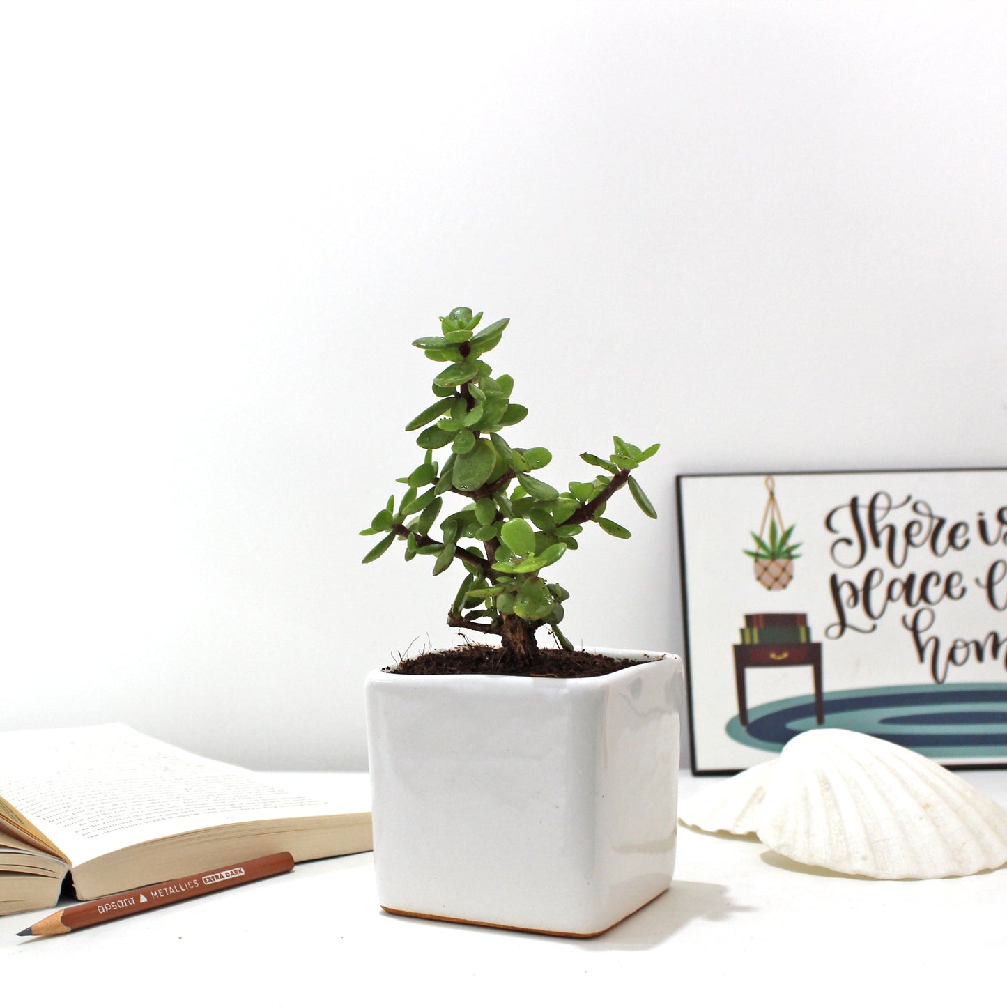 Rolling Nature Jade Plant Good Luck Indoor Live Plant in White Square Glacier Ceramic Pot