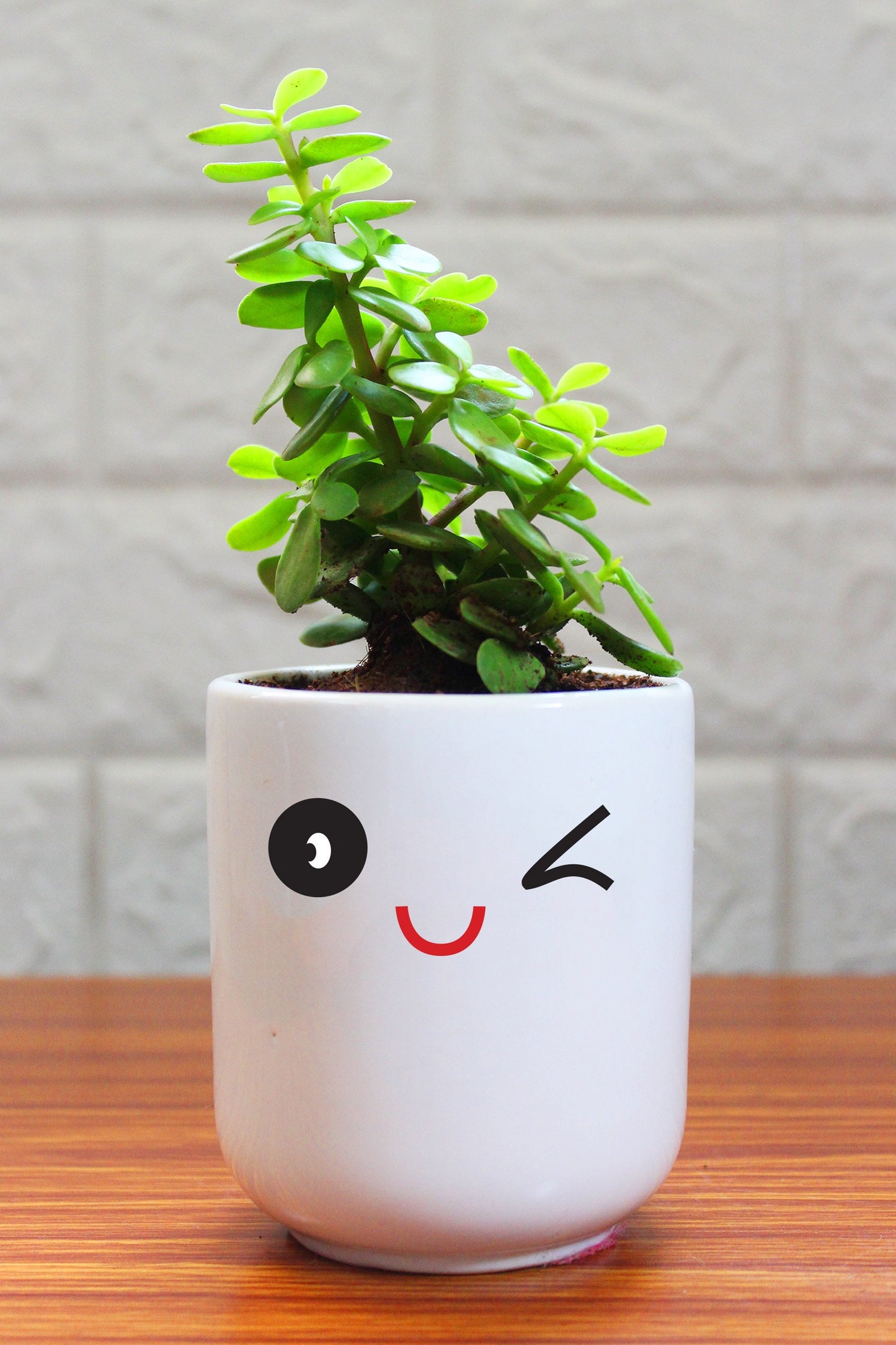 Jade Plants in ceramic pots