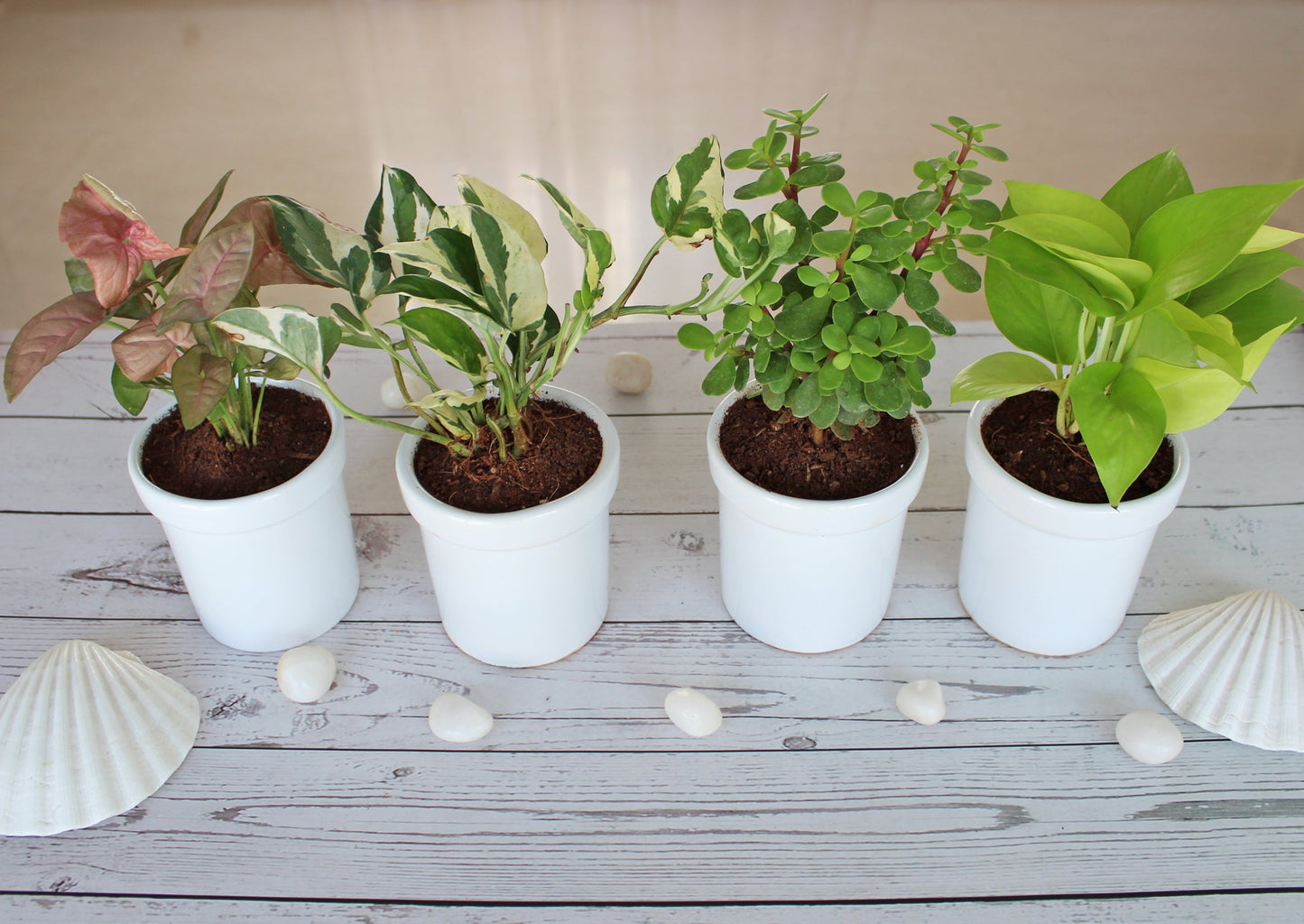 Rolling Nature Combo of Live Indoor Plants for Home Jade Plant, Golden Pothos, Pink Syngonium and Njoy Money Plant in White Jar Glacier Ceramic Pots