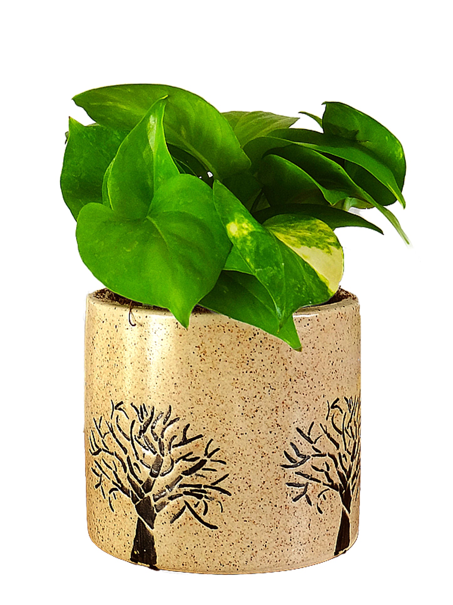 Good Luck Money Plant in Brown Barrel Aroez Ceramic Pot