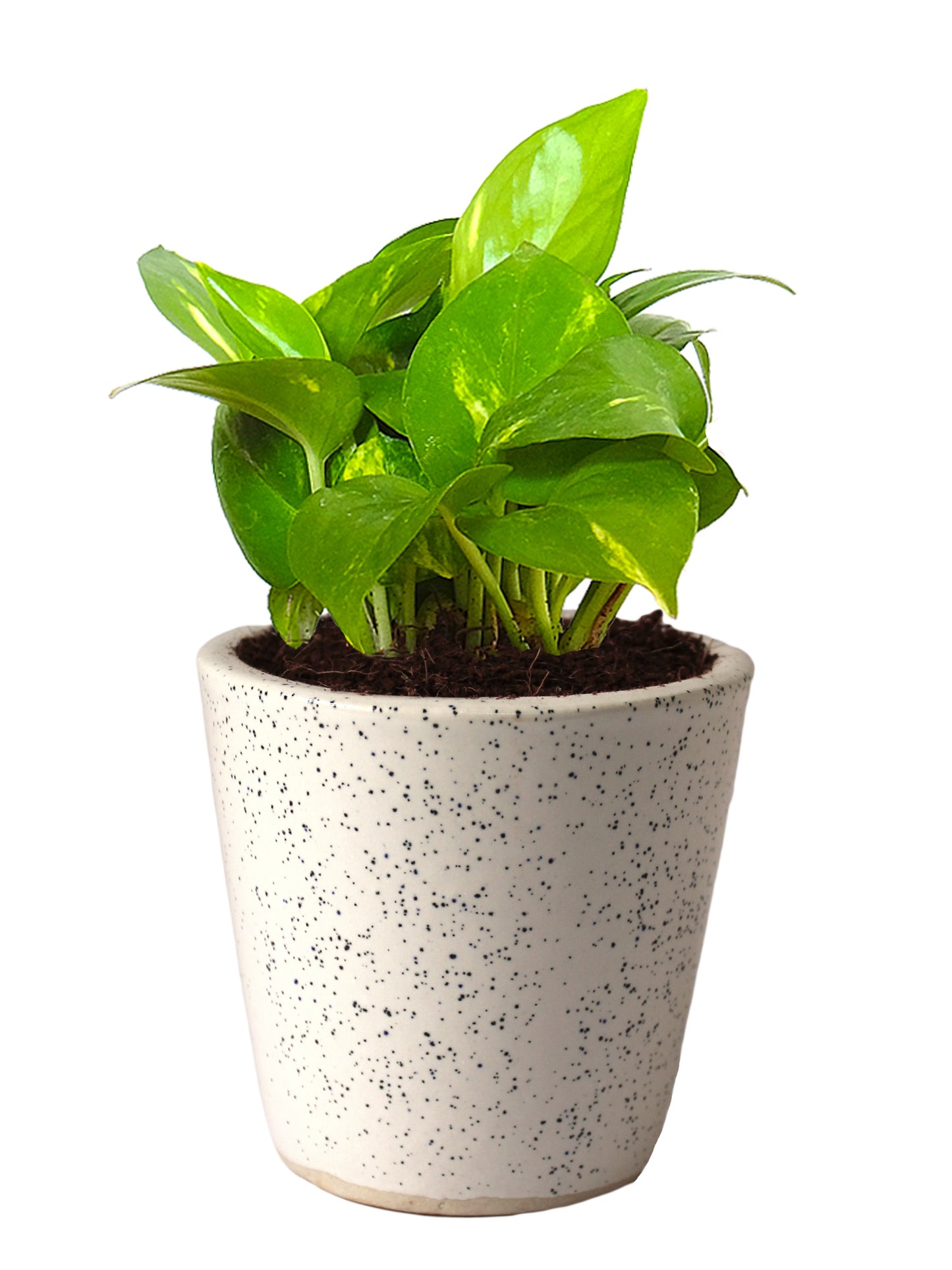 Good Luck Air Purifying Live Money Plant in White Bucket Dew Ceramic Pot
