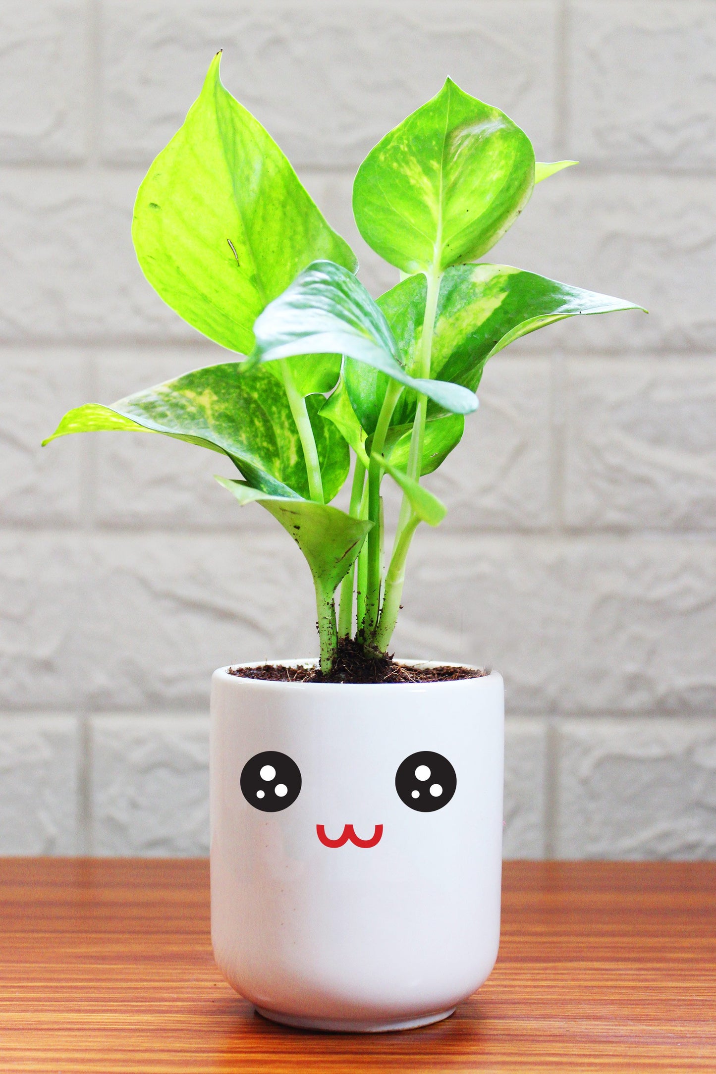 Money Plants in ceramic pots