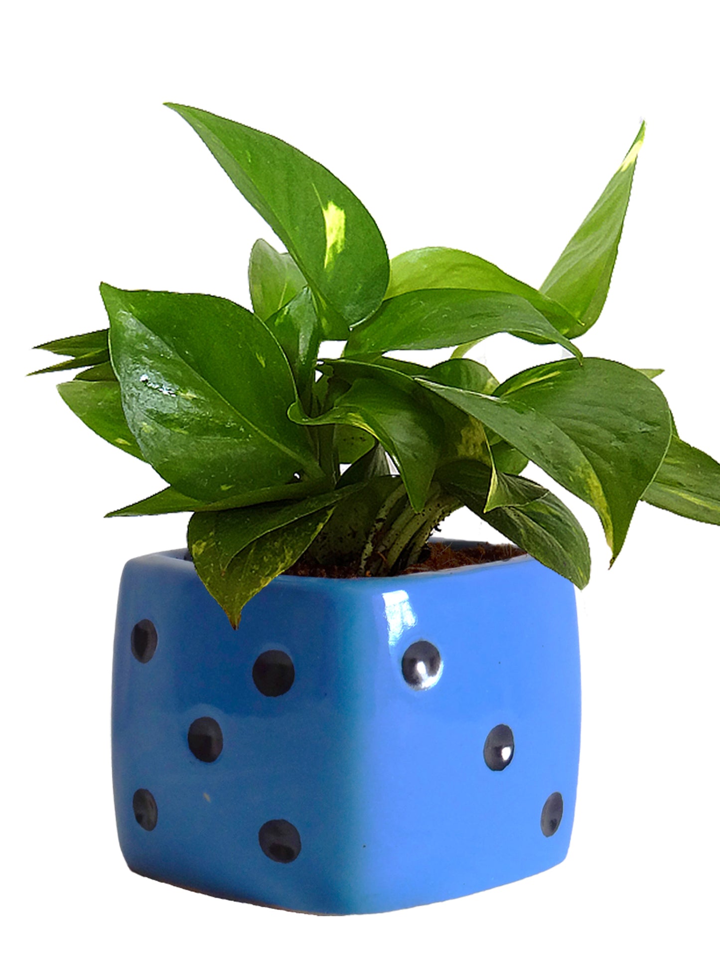 Good Luck Air Purifying Money Plant in Blue Dice Ceramic Pot