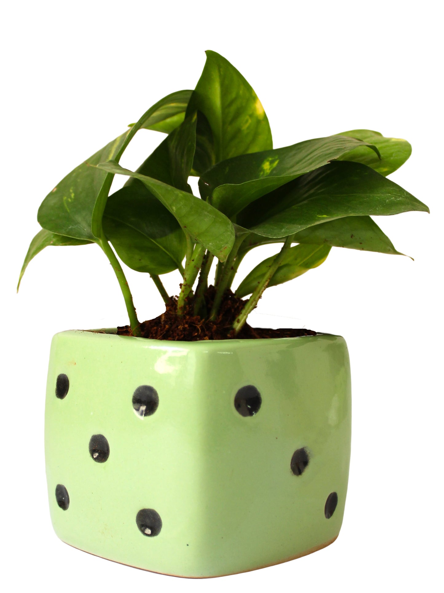 Good Luck Air Purifying Money Plant in Green Dice Ceramic Pot
