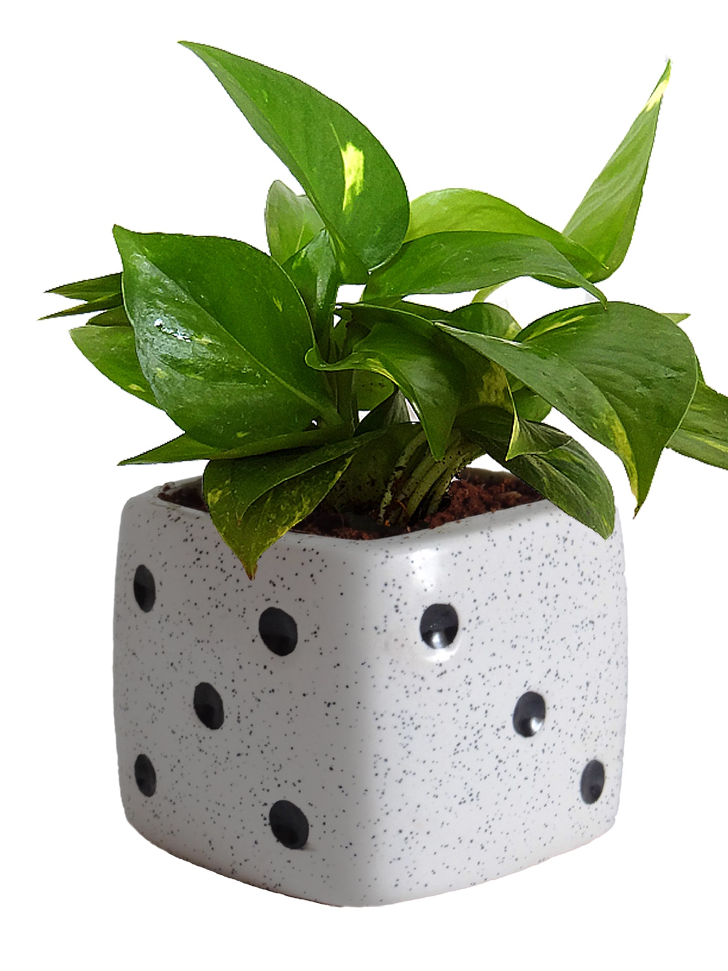 Good Luck Air Purifying Money Plant in White Dice Ceramic Pot