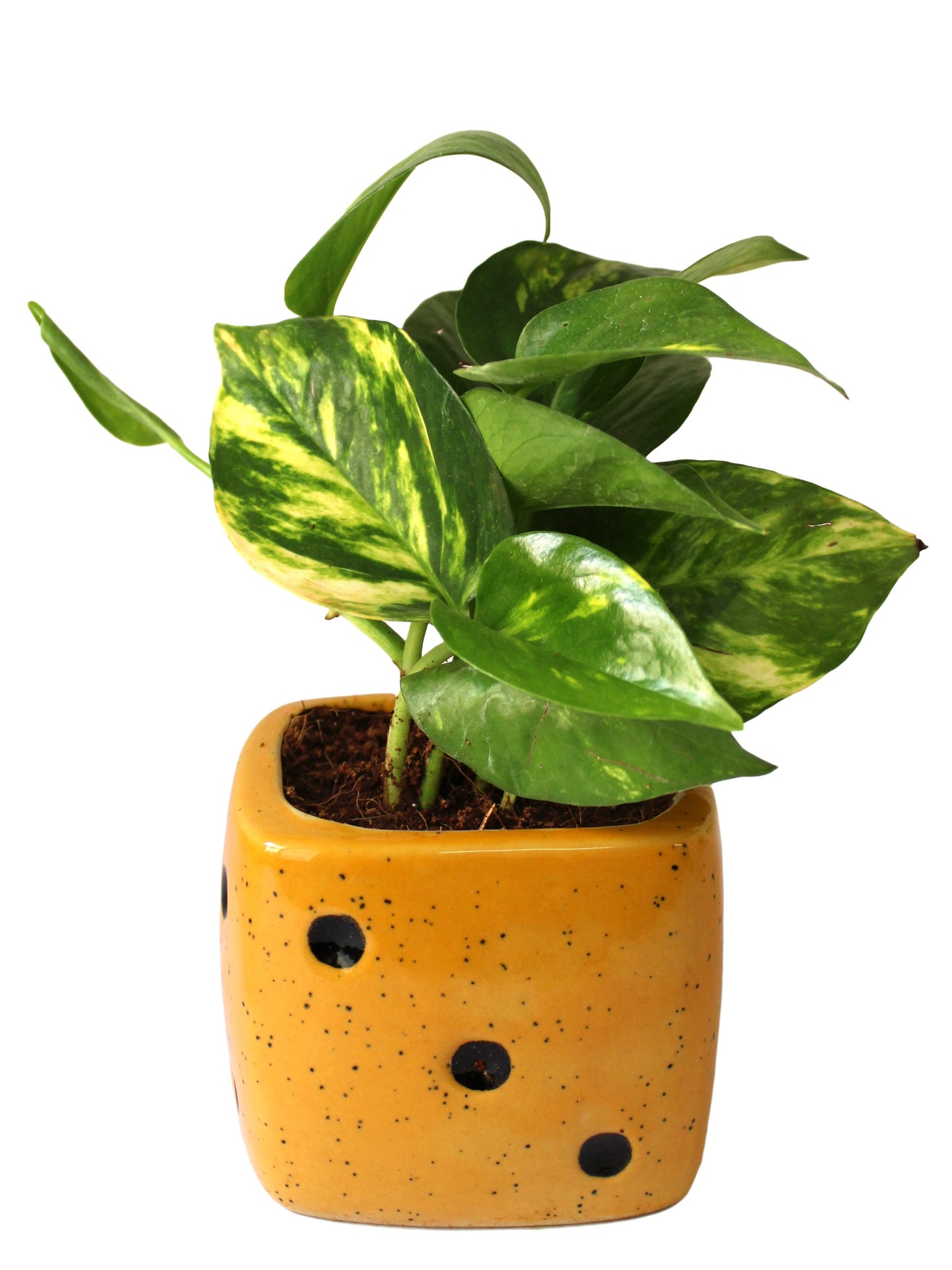 Good Luck Air Purifying Money Plant in Yellow Dice Ceramic Pot