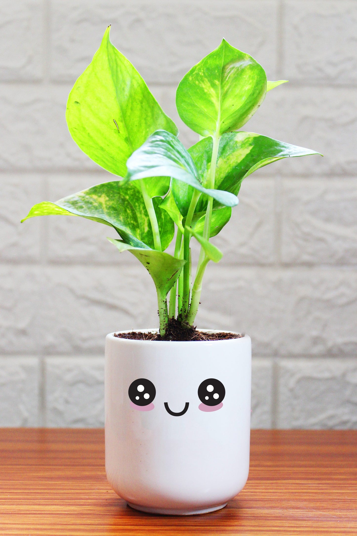 Money Plants in ceramic pots