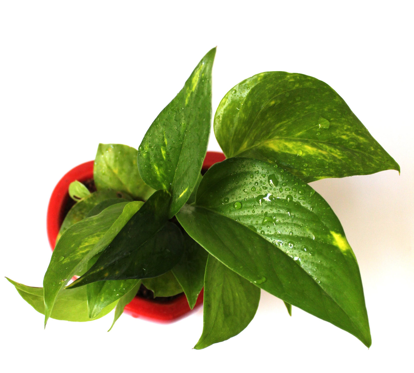 Good Luck Air Purifying Money Plant in Red Heart Ceramic Pot