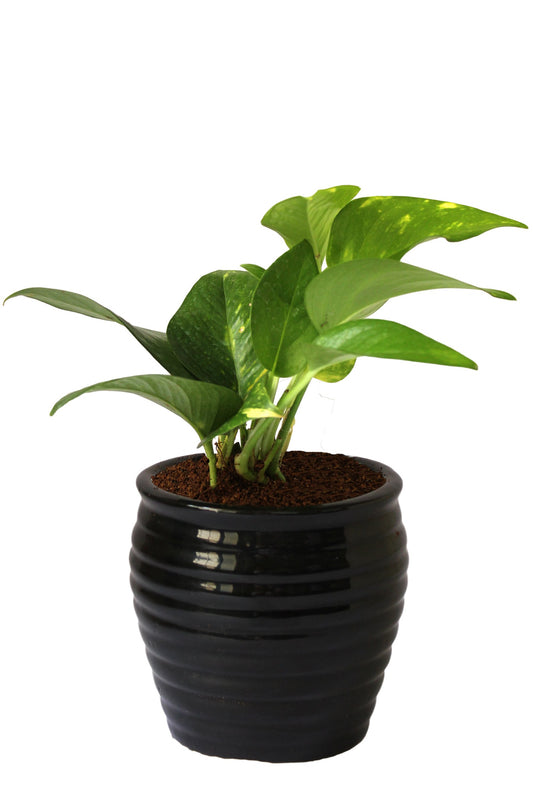Rolling Nature Good Luck Air Purifying Money Plant in Black Ceramic Pot