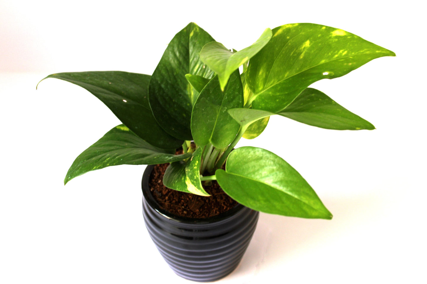 Rolling Nature Good Luck Air Purifying Money Plant in Black Ceramic Pot