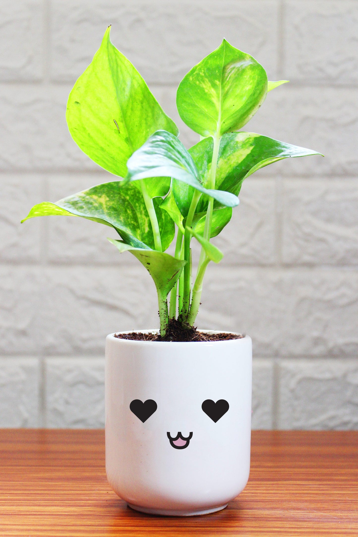 Money Plants in ceramic pots