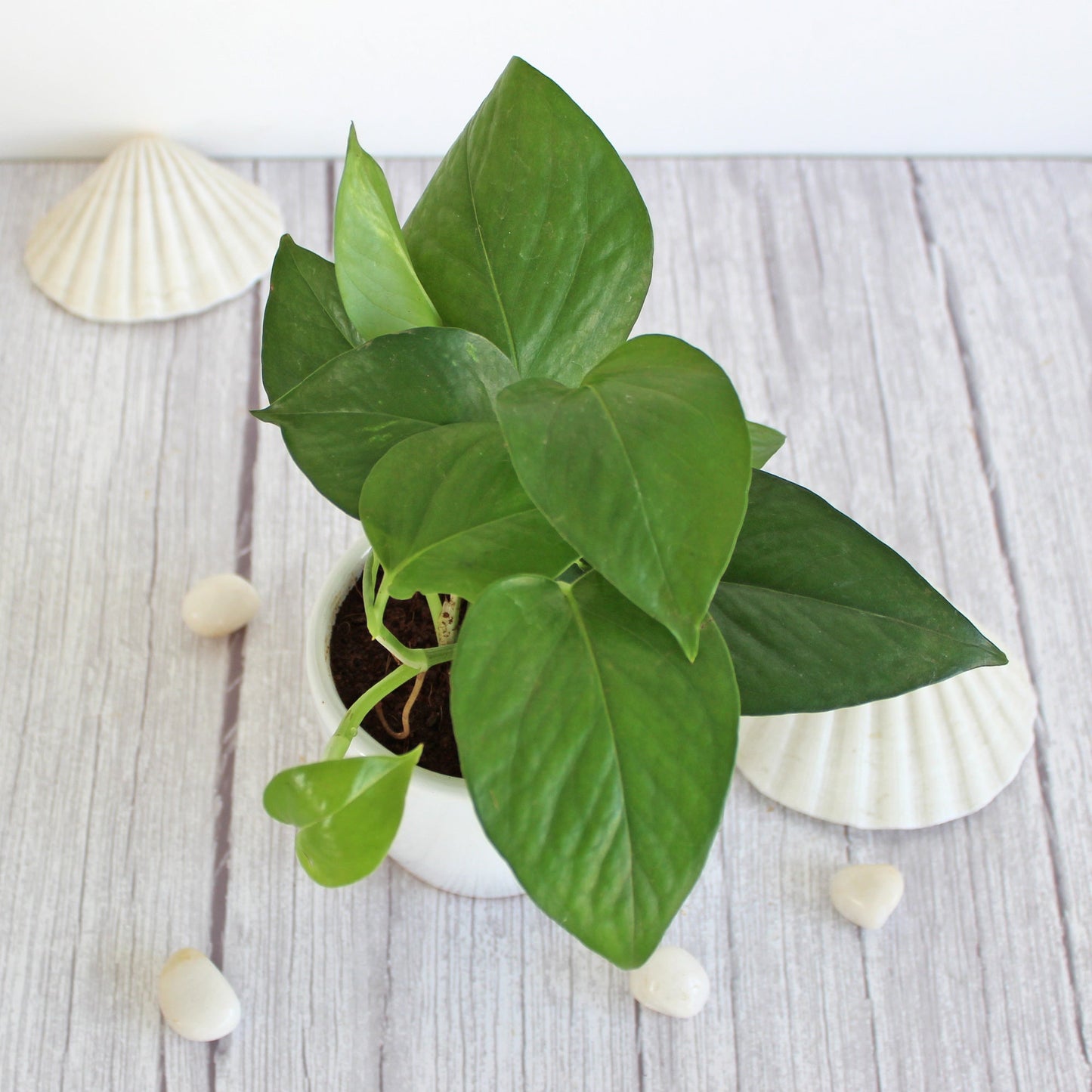 Rolling Nature Good Luck Air Purifier Money Indoor Plant in White Pear Glacier Ceramic Pot